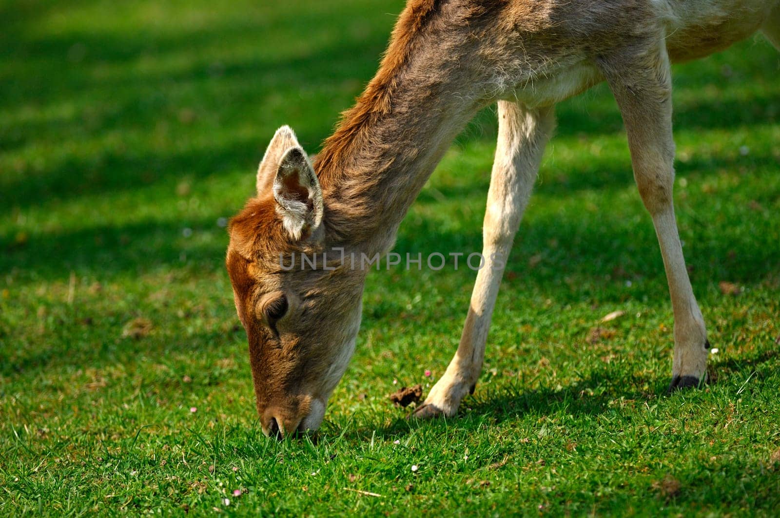 Grazing doe