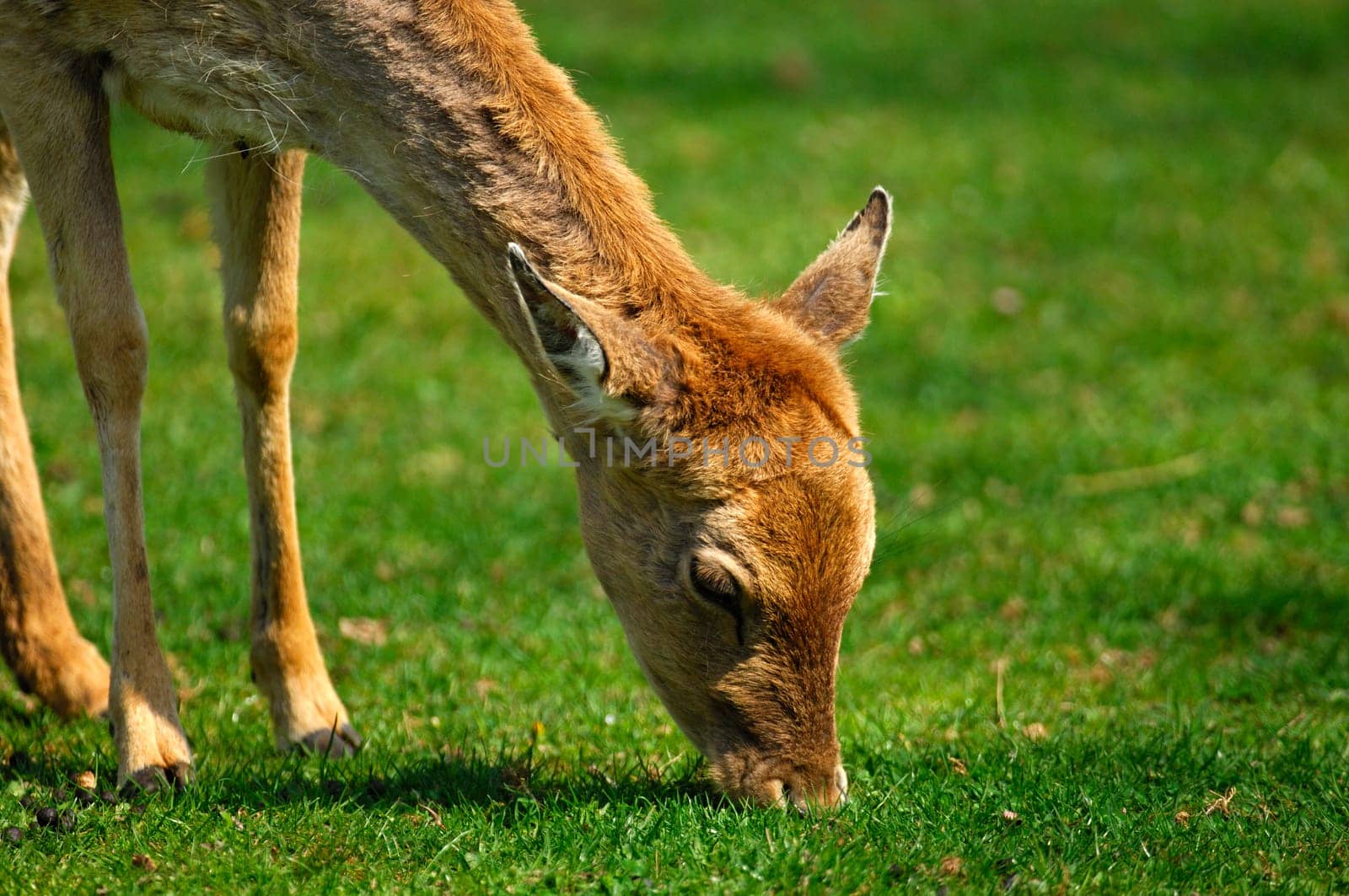 Aesendes Fallow Deer Fawn,Dama dama