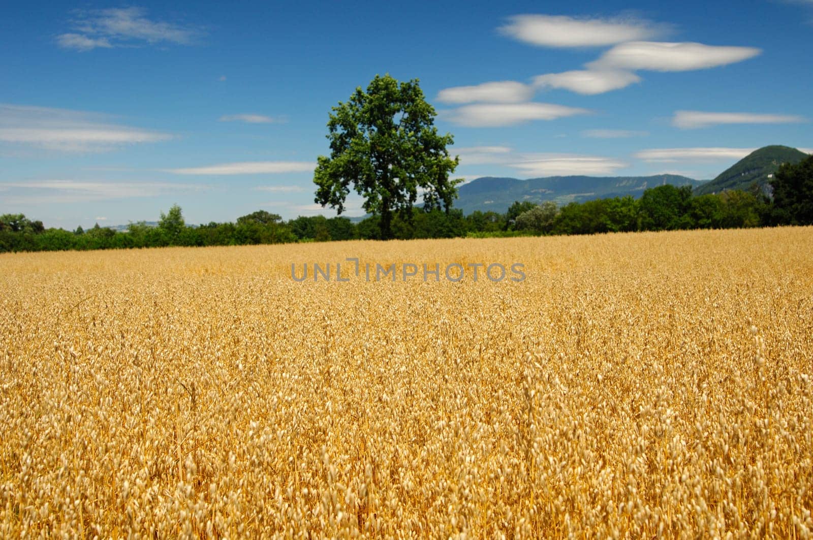 Field of golden oats,Switzerland