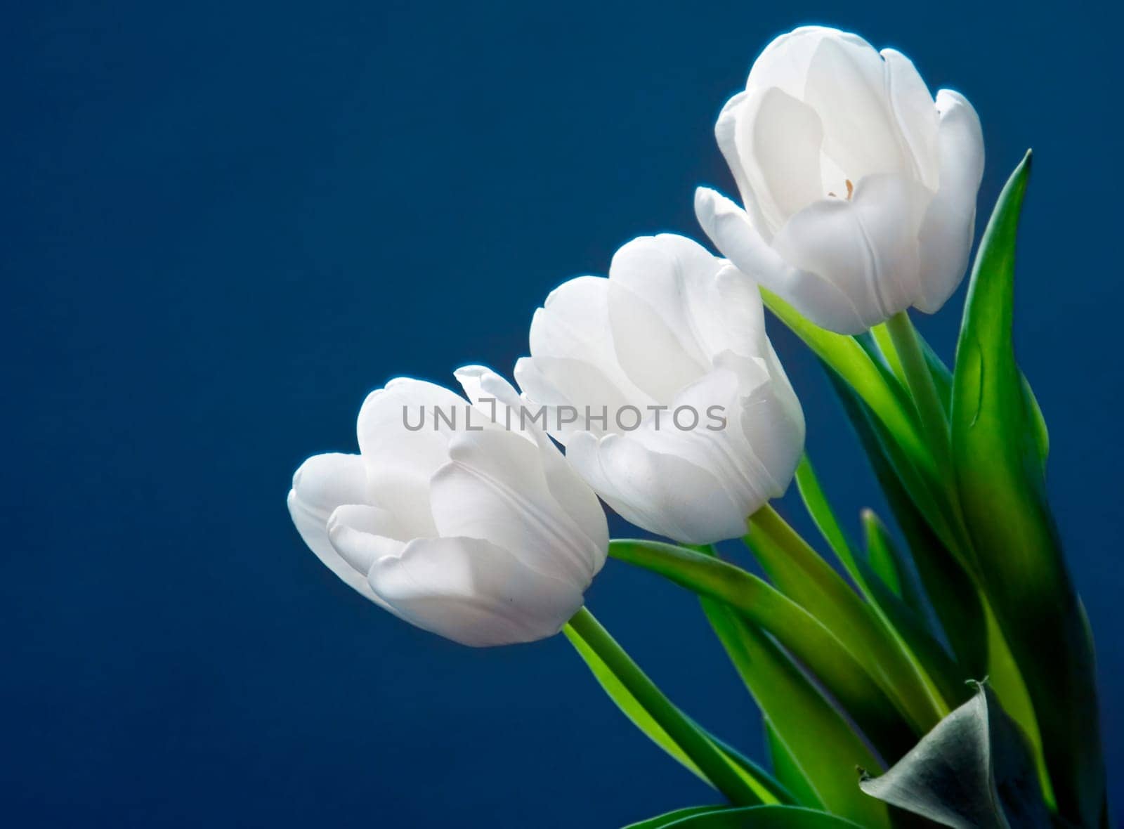 White tulips