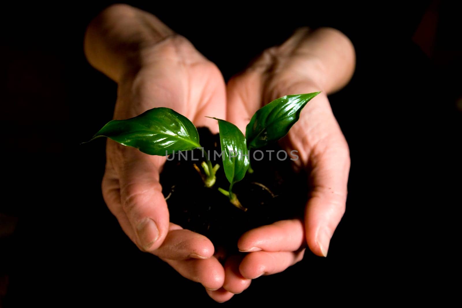 Hand holding a green plant