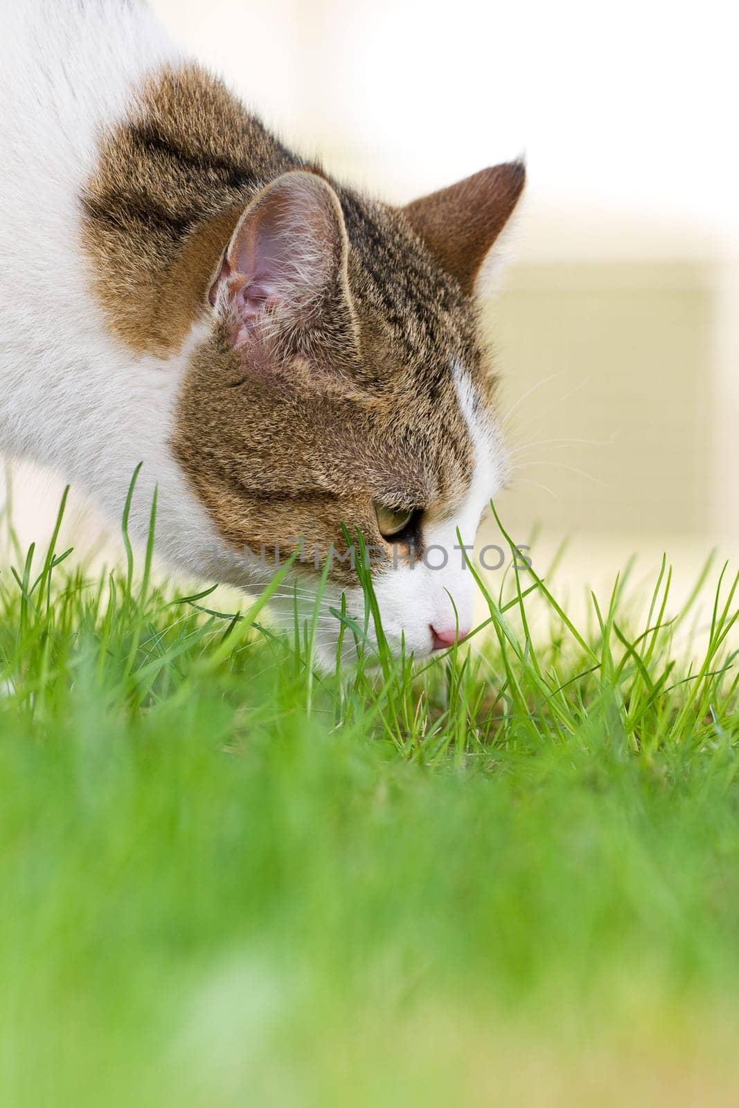 (cat animal) without big