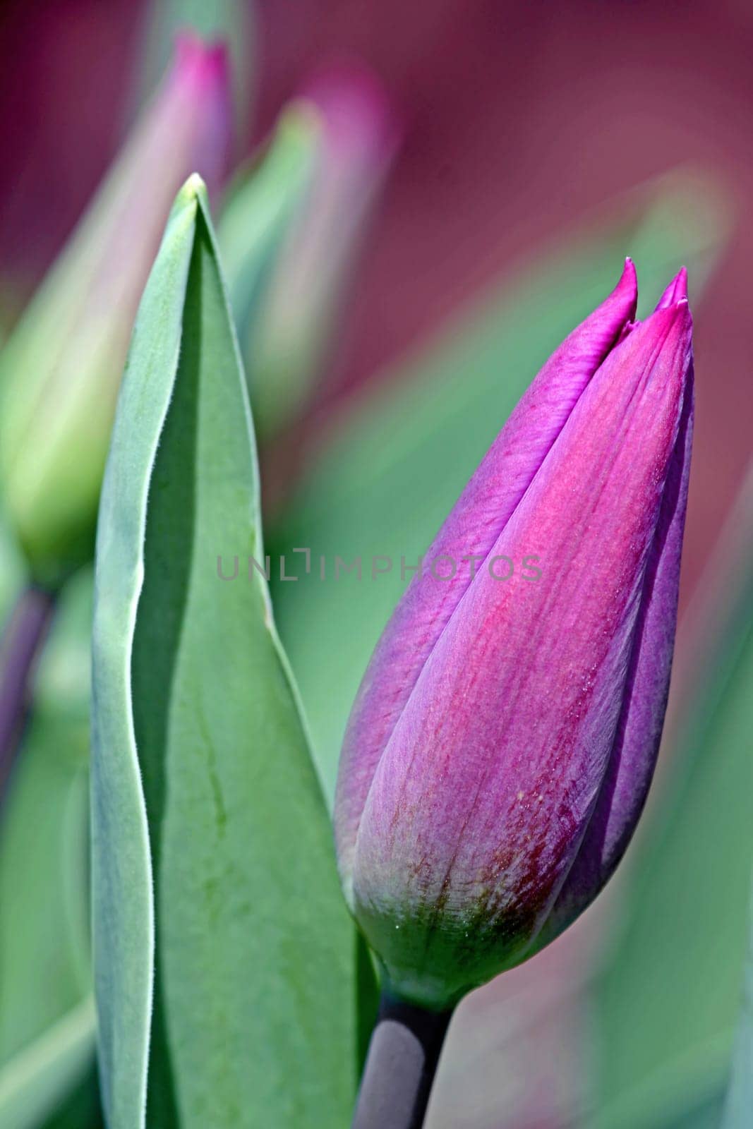 The color purple