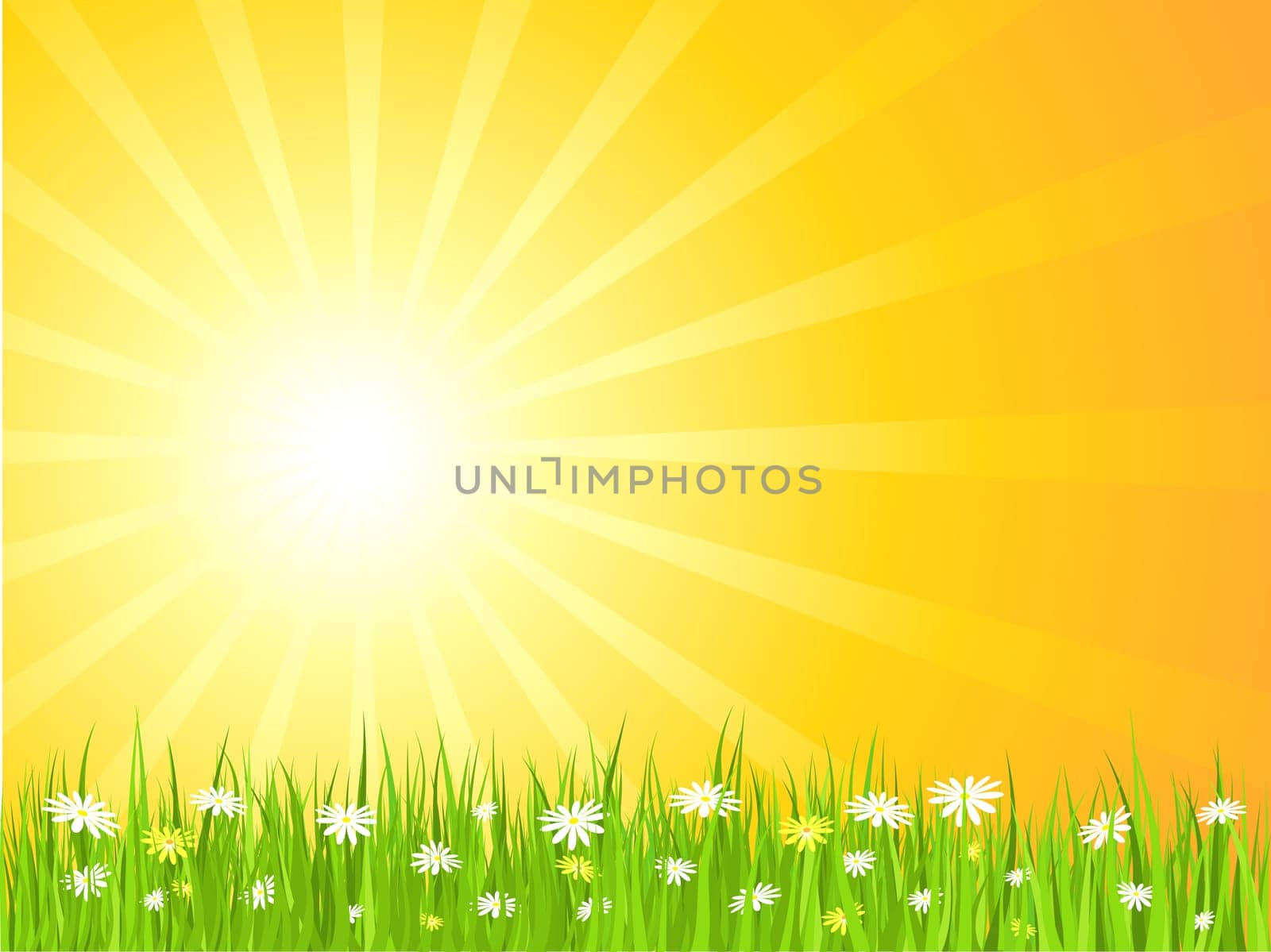 Sunny sky with daisies in grass