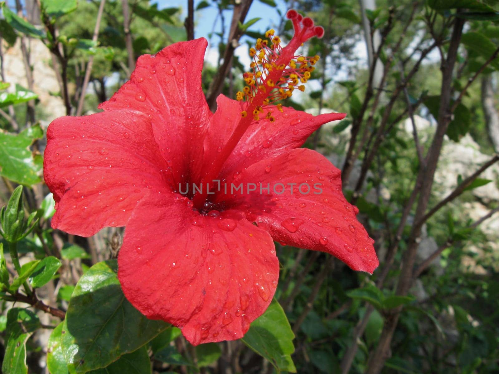 Hibiscus flower with raindrops