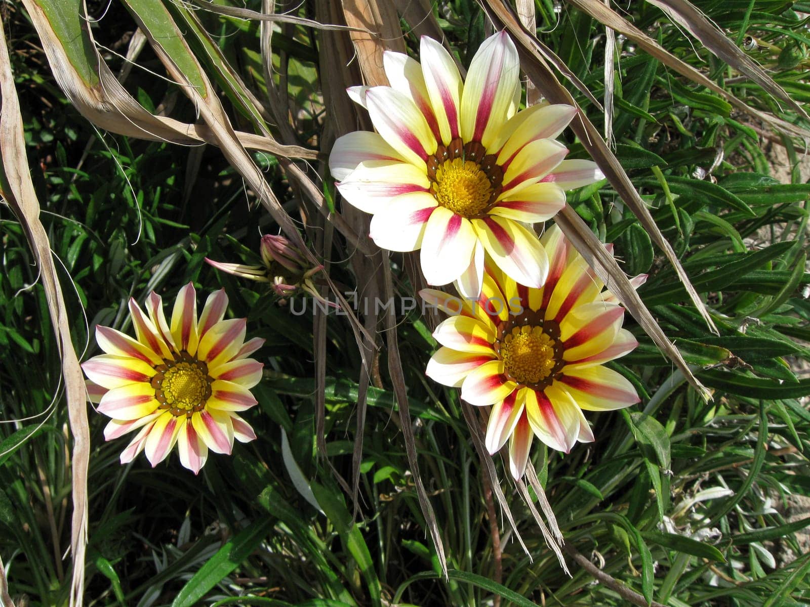 Midday Gold Flowers
