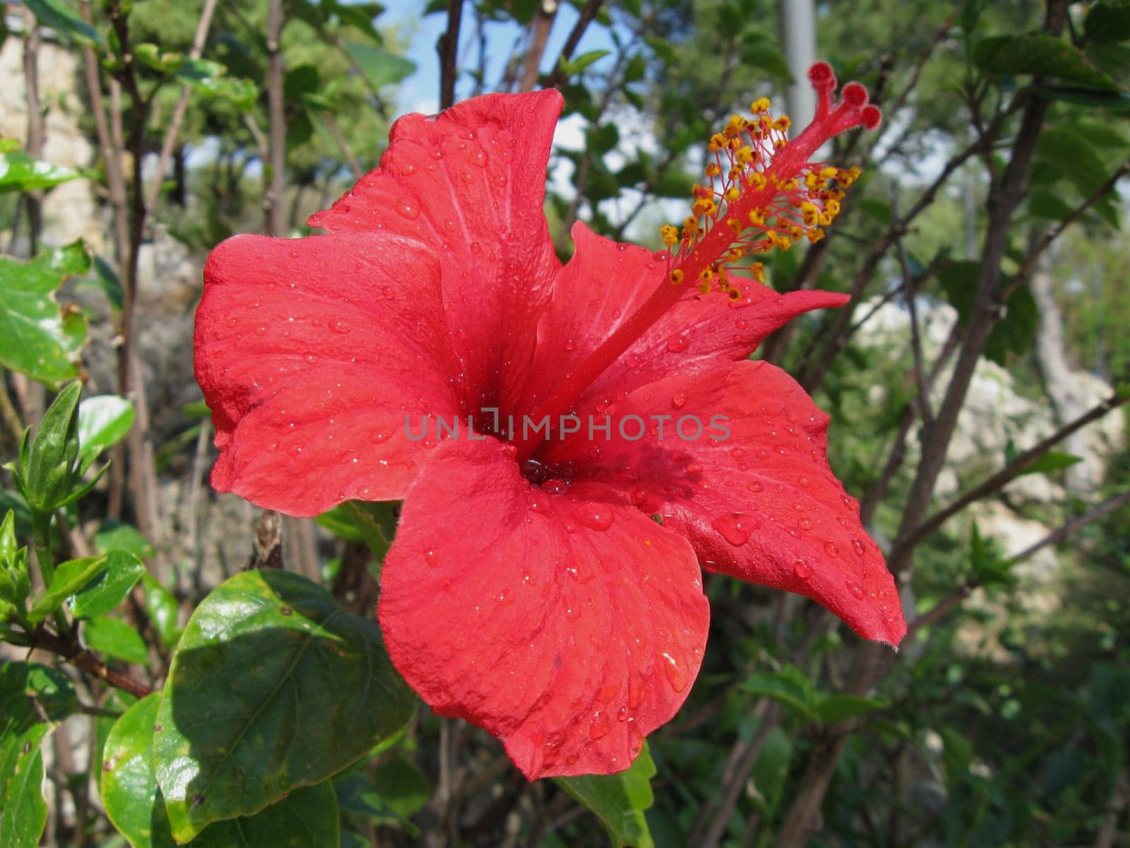 Hibiscus blossom after rain shower