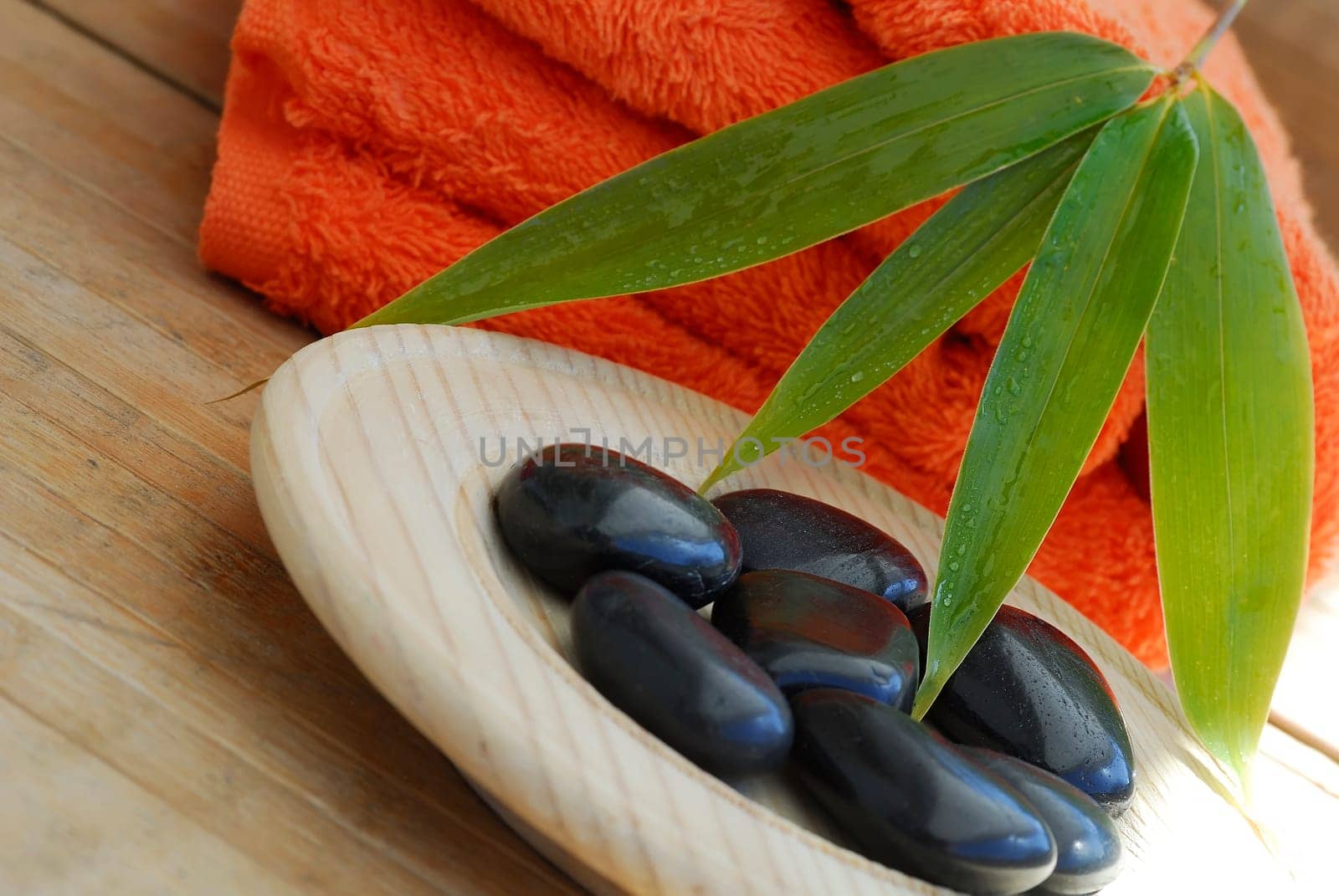 Wellness 36