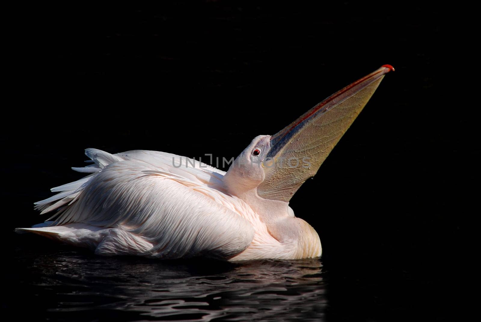 Pelican