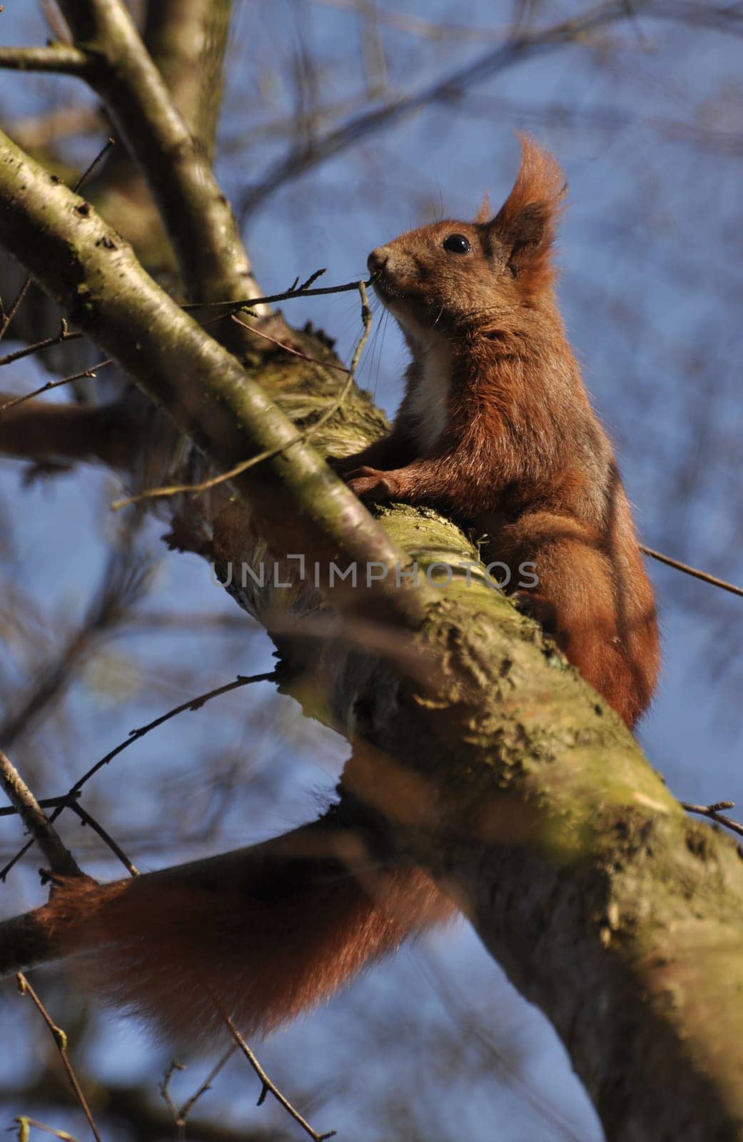 squirrel