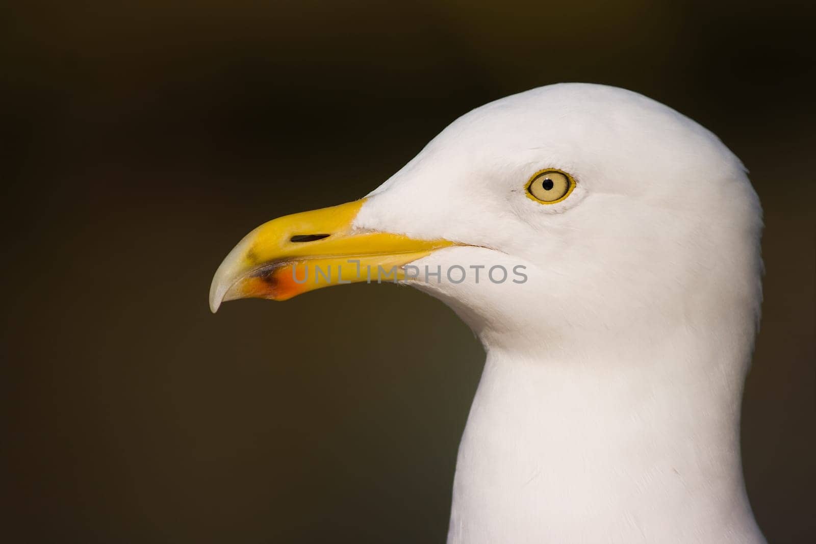Portrait of Herring gull in winter