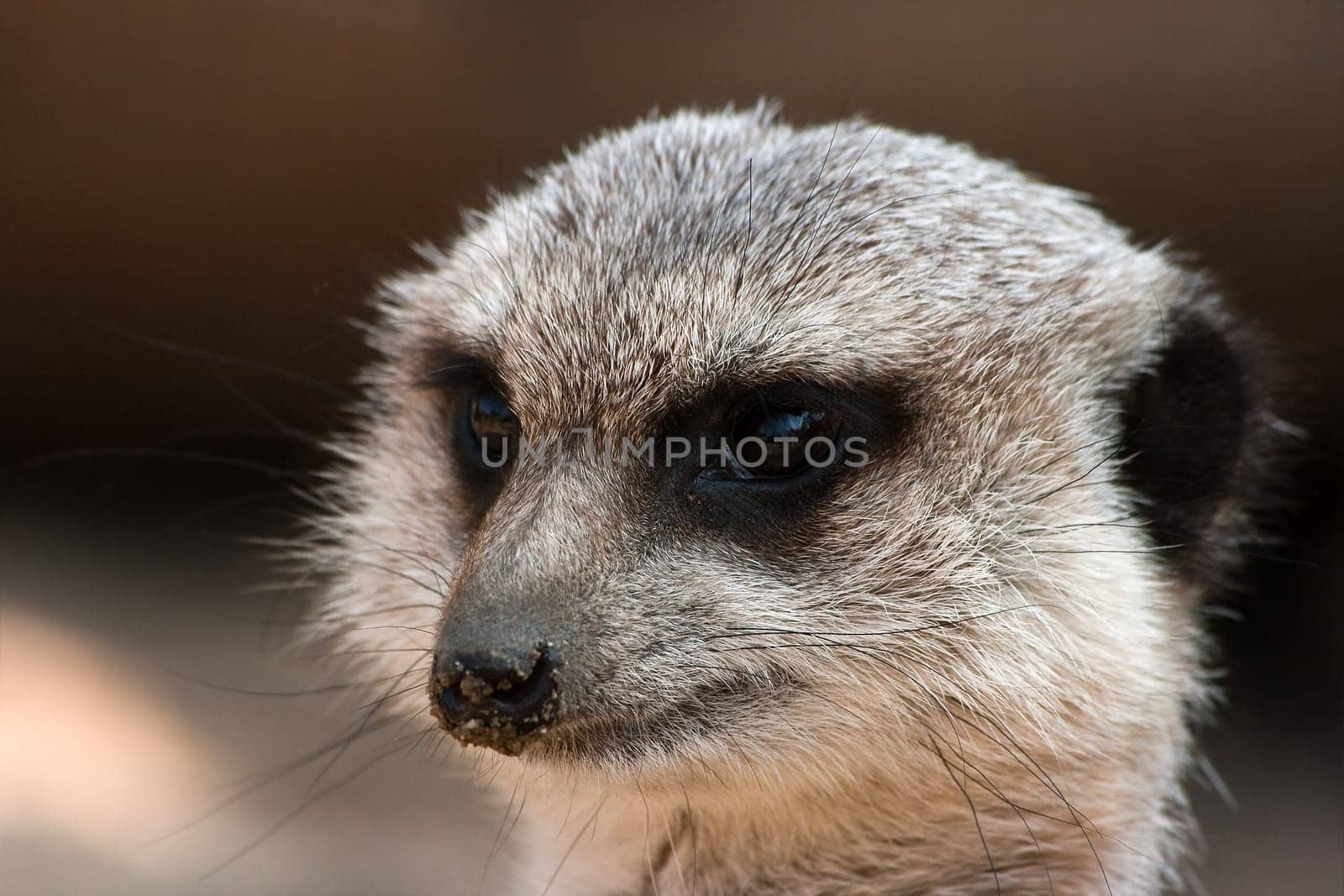 Portrait of meerkat
