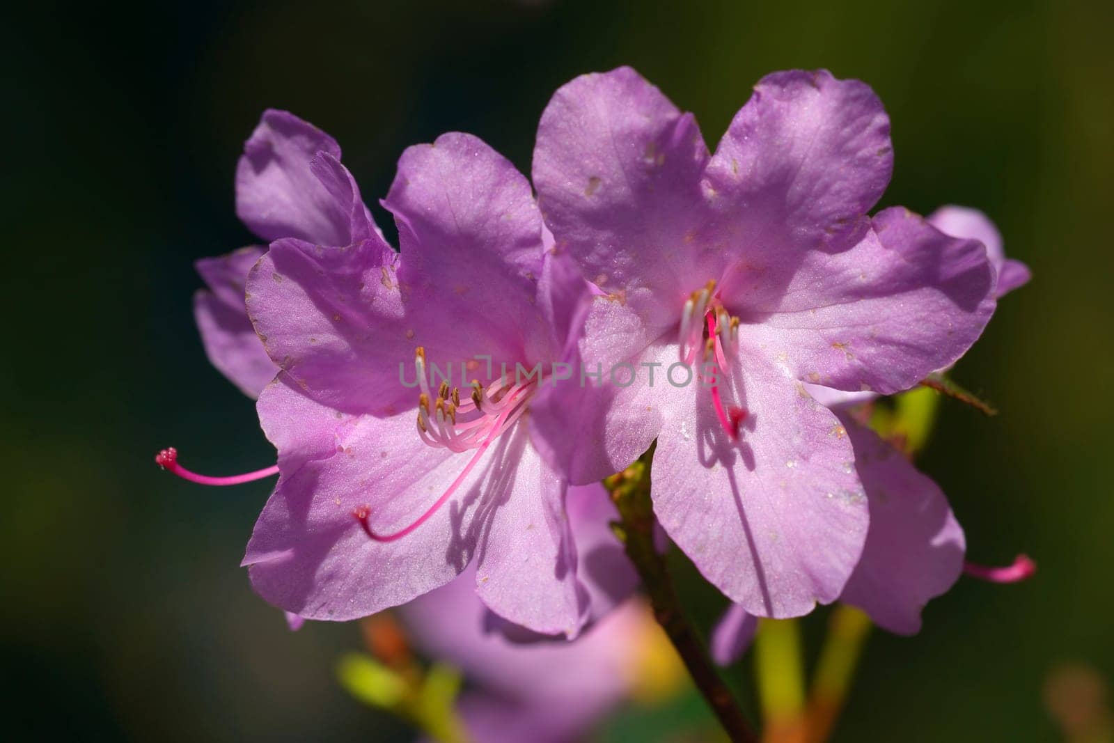 Rhododendron Praecox