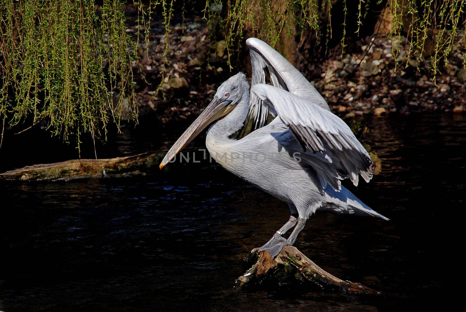 Pelican
