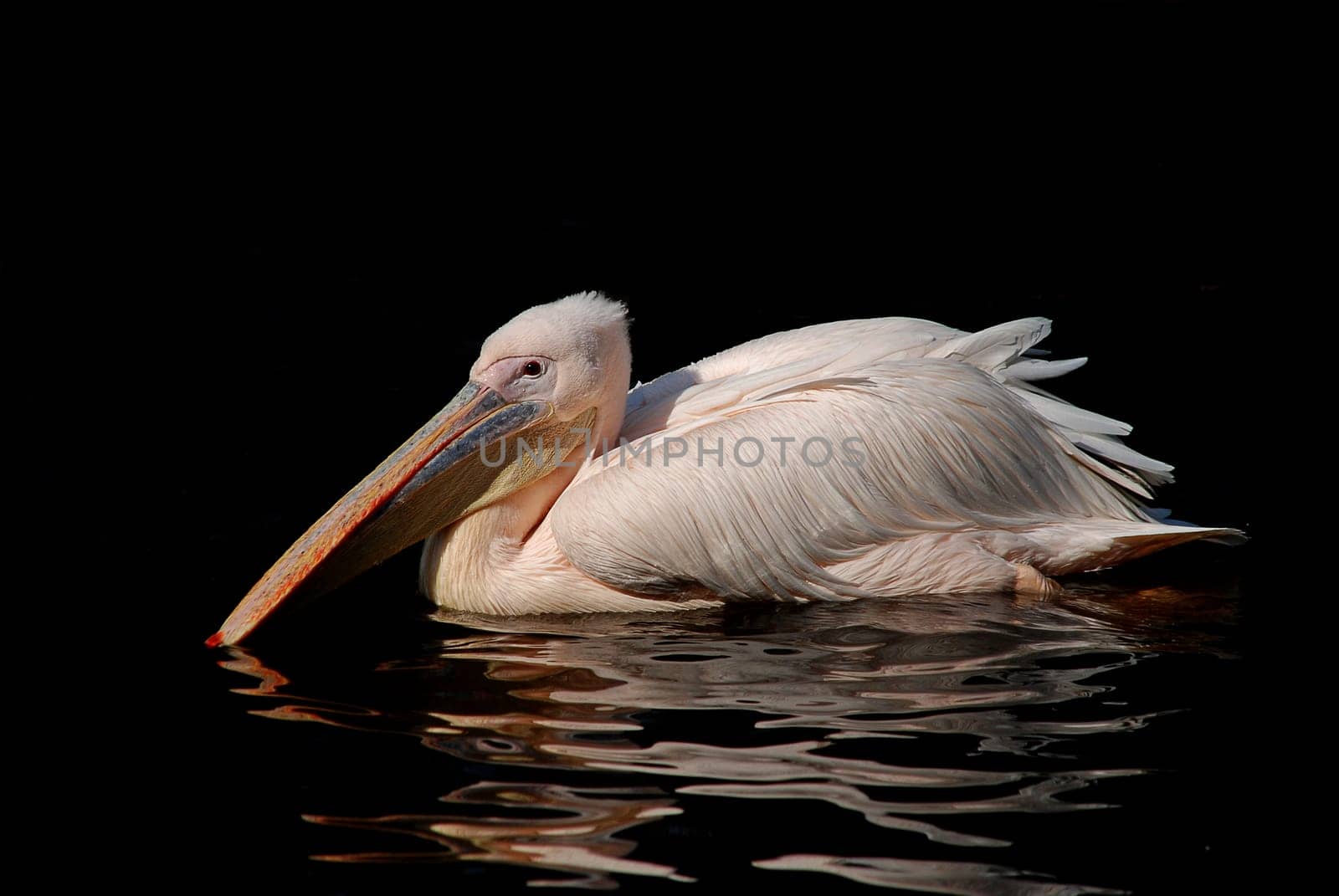 Pelican