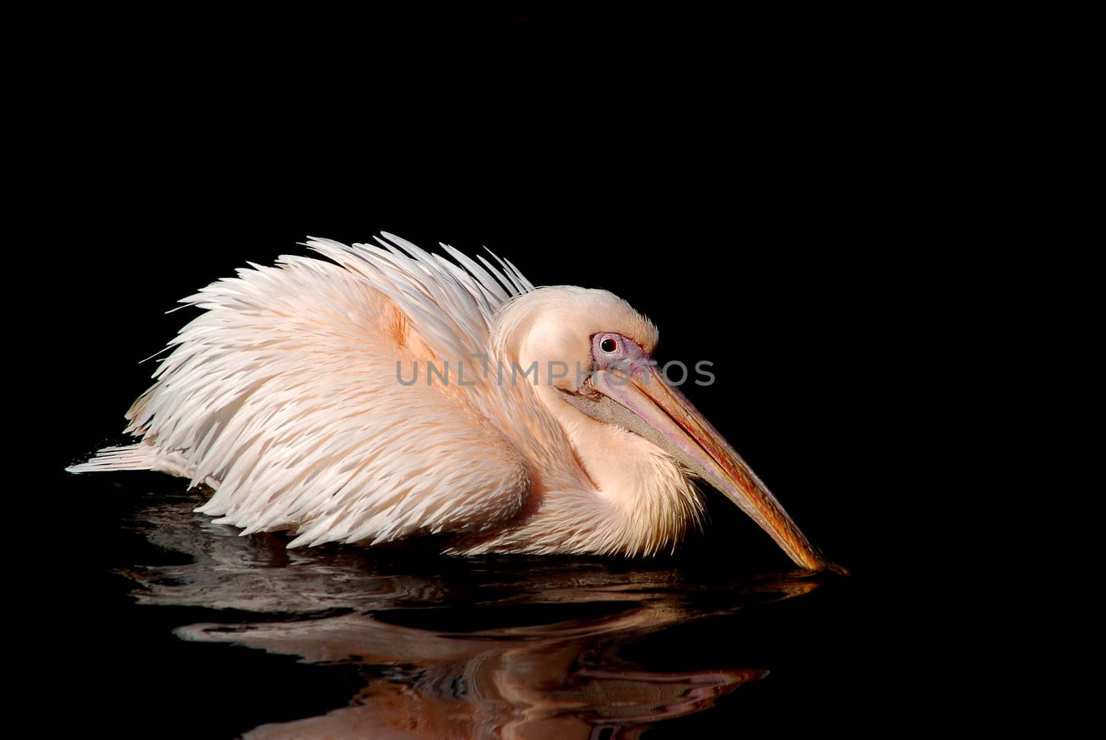 Pelican