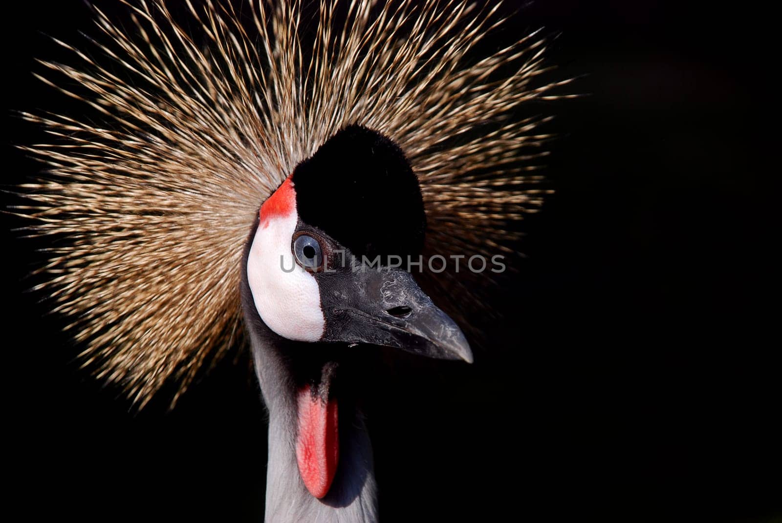 crane bird