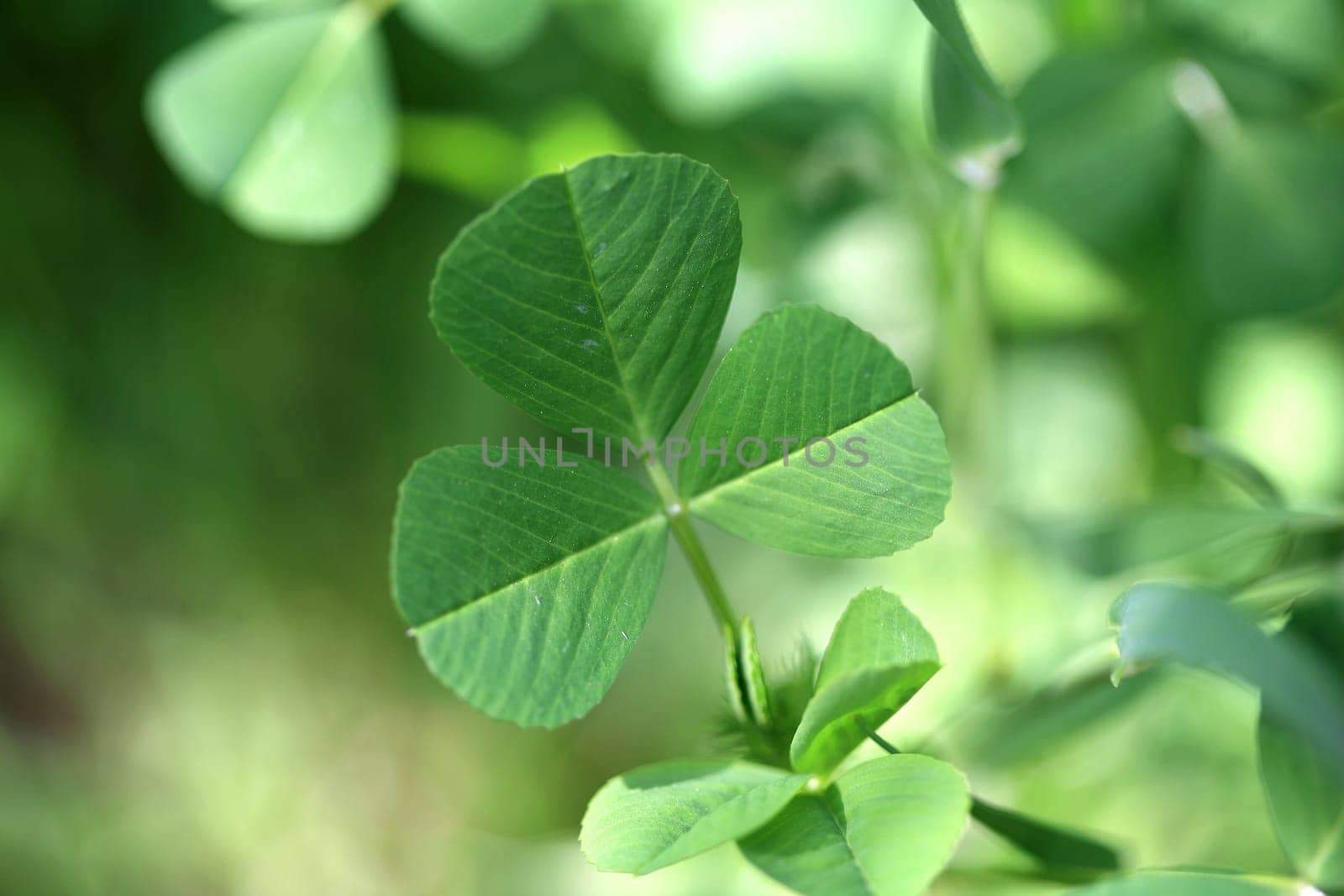 beauty in nature