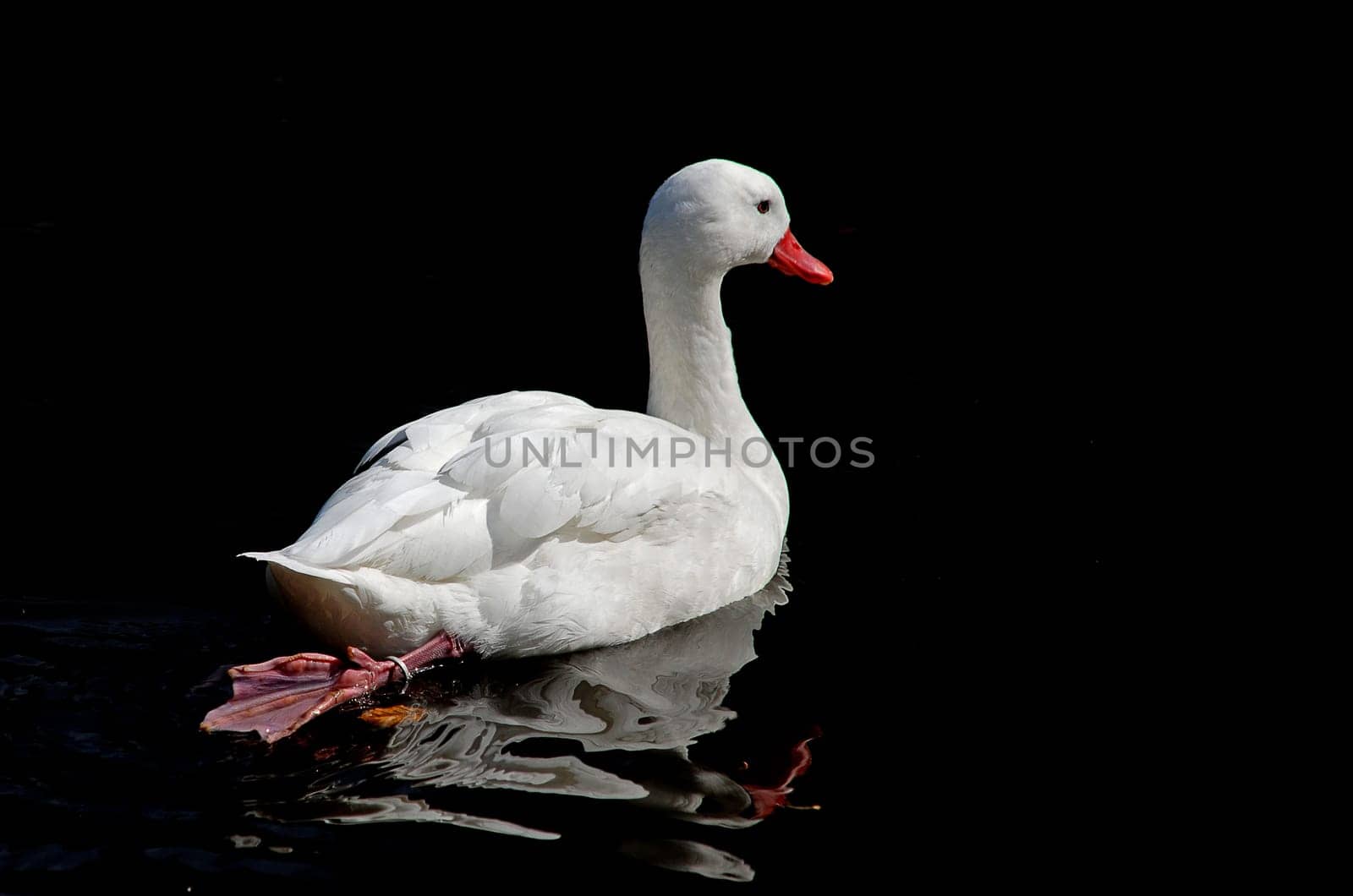 white duck