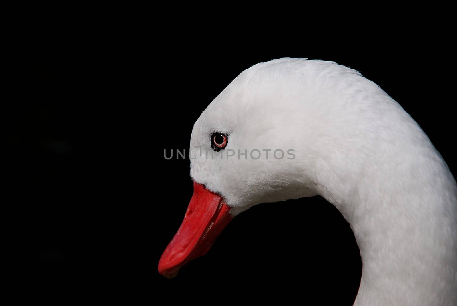 Duck neck