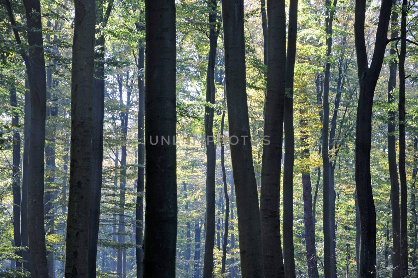 forest without cake without mushrooms without gras without aegeria