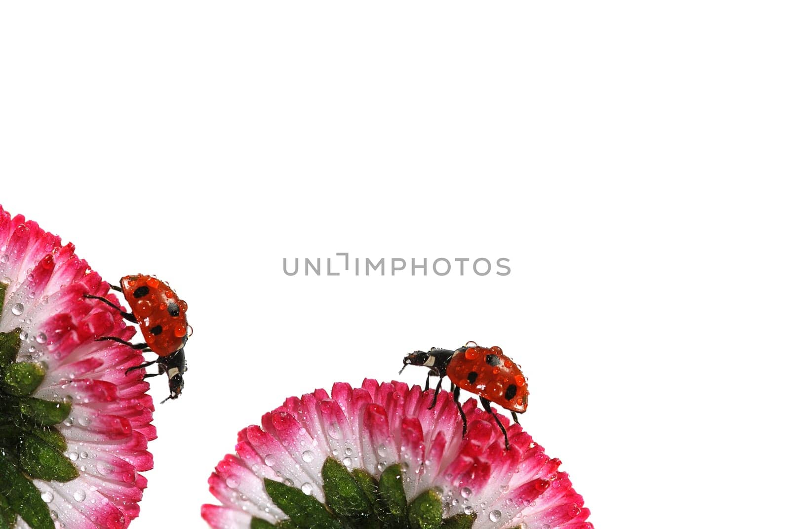 Two ladybugs