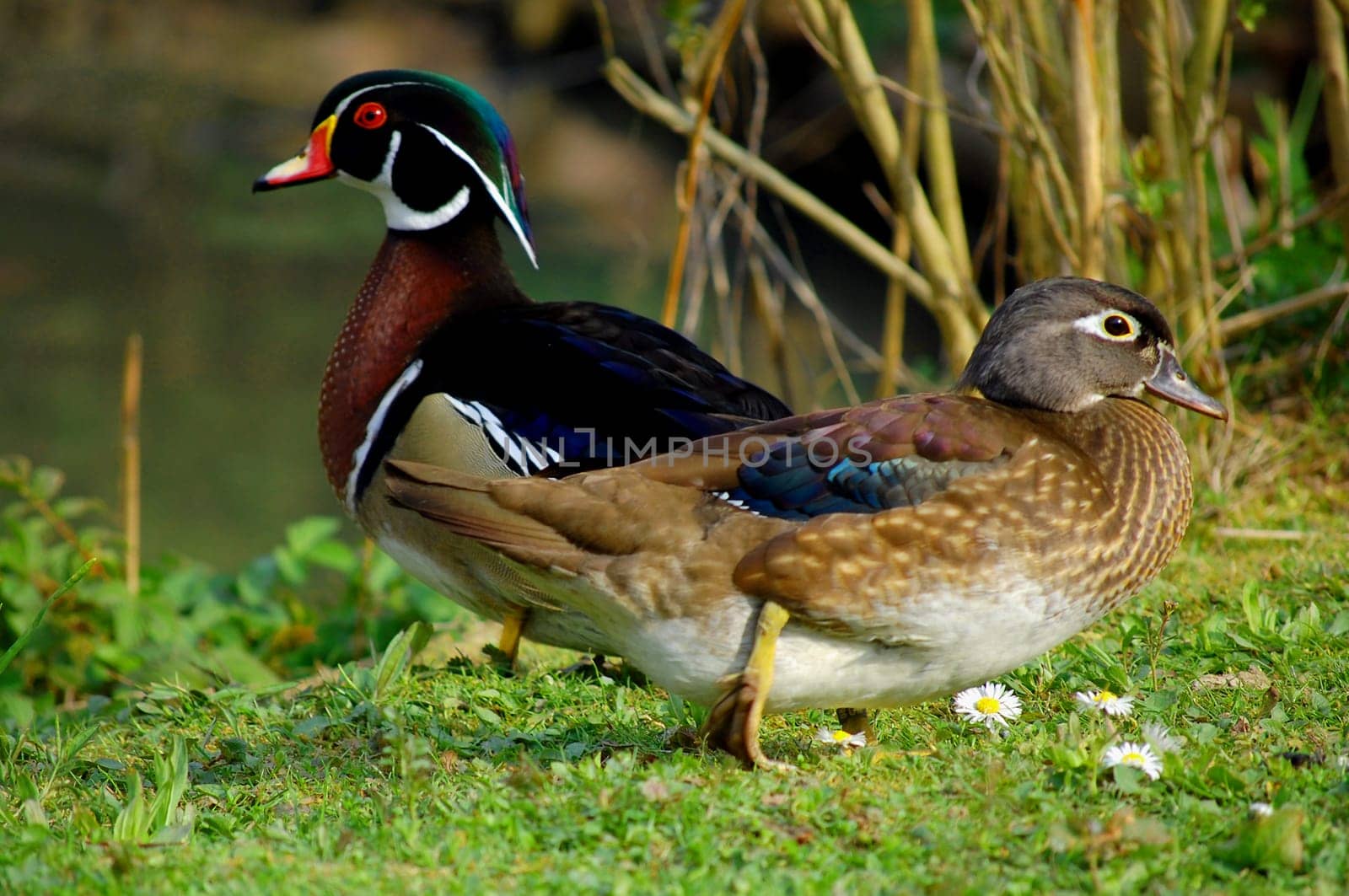 Mantarian Ducks