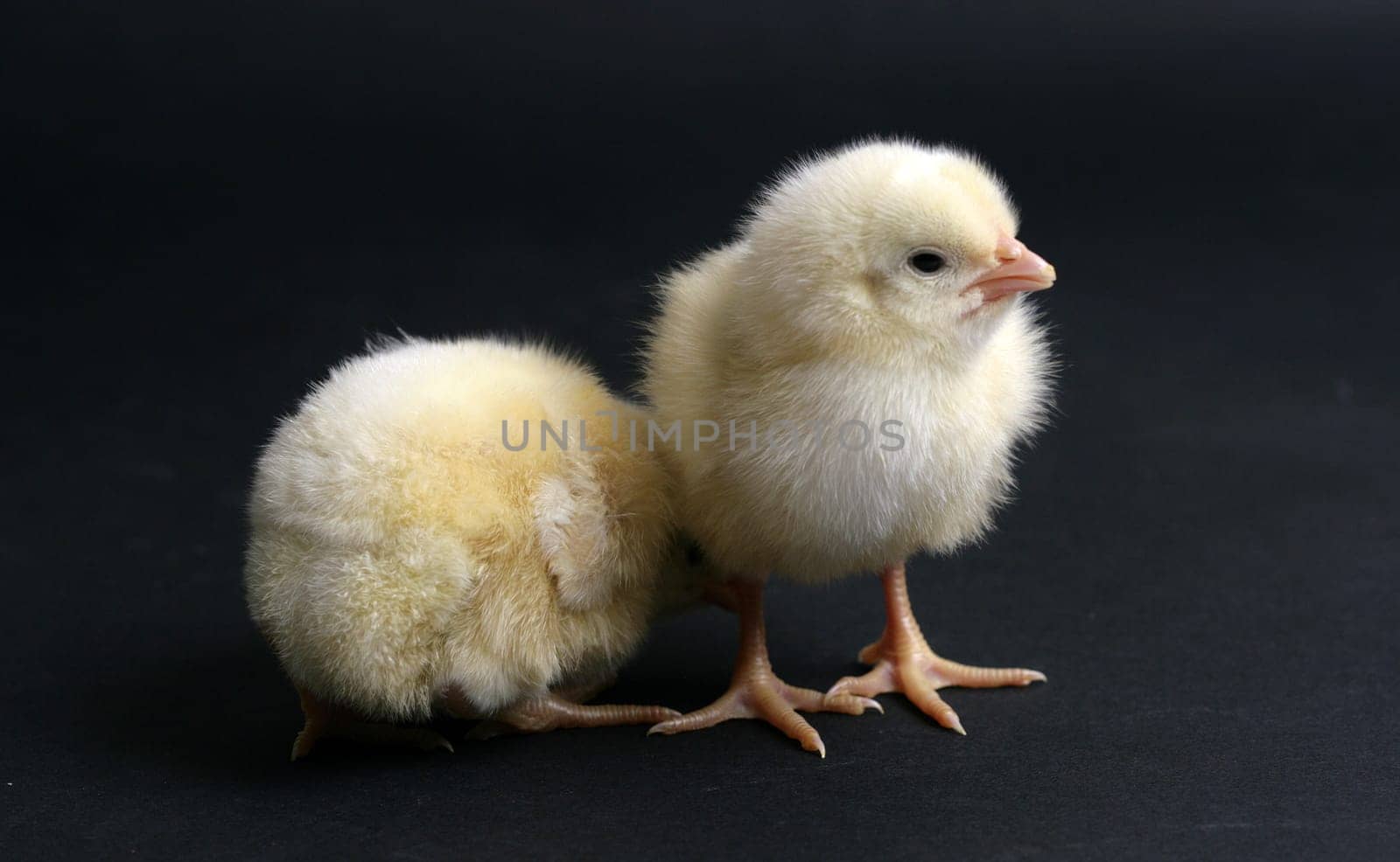 baby chicken