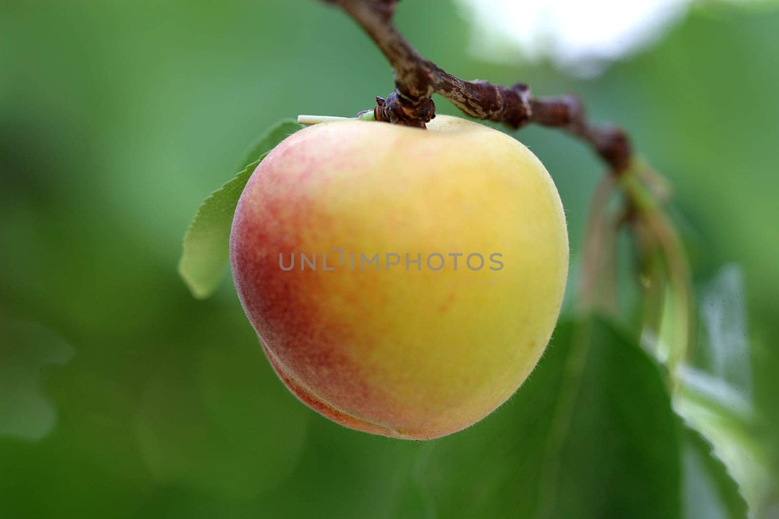apricot