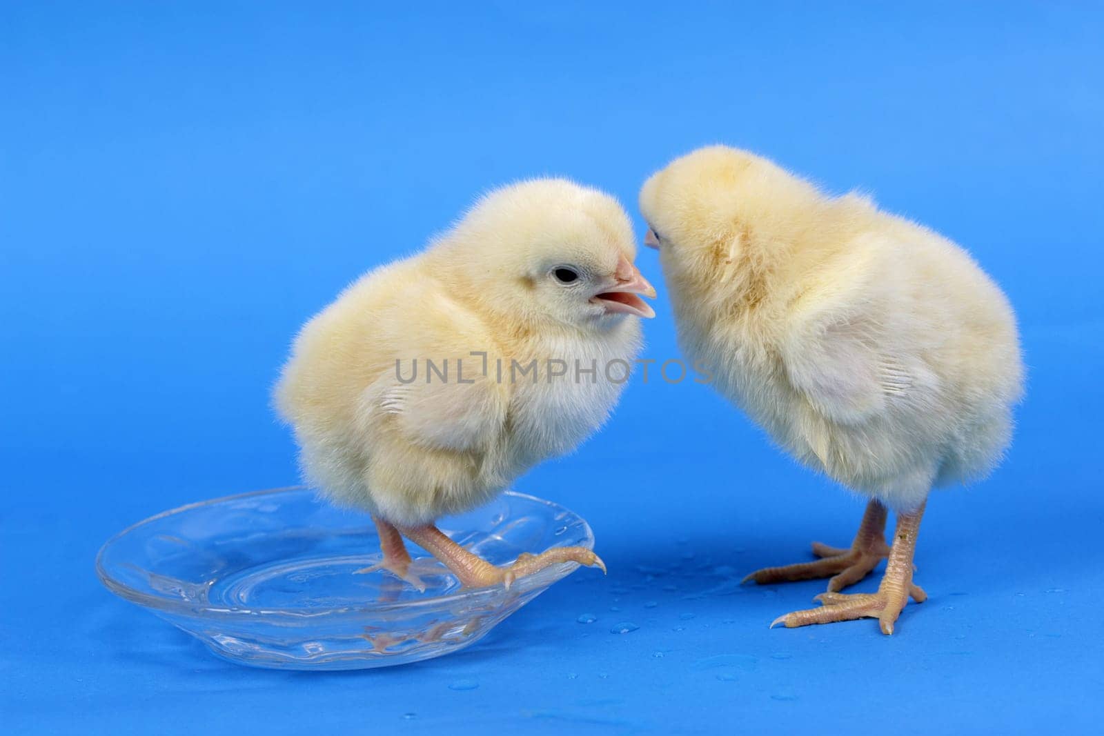 baby chicken