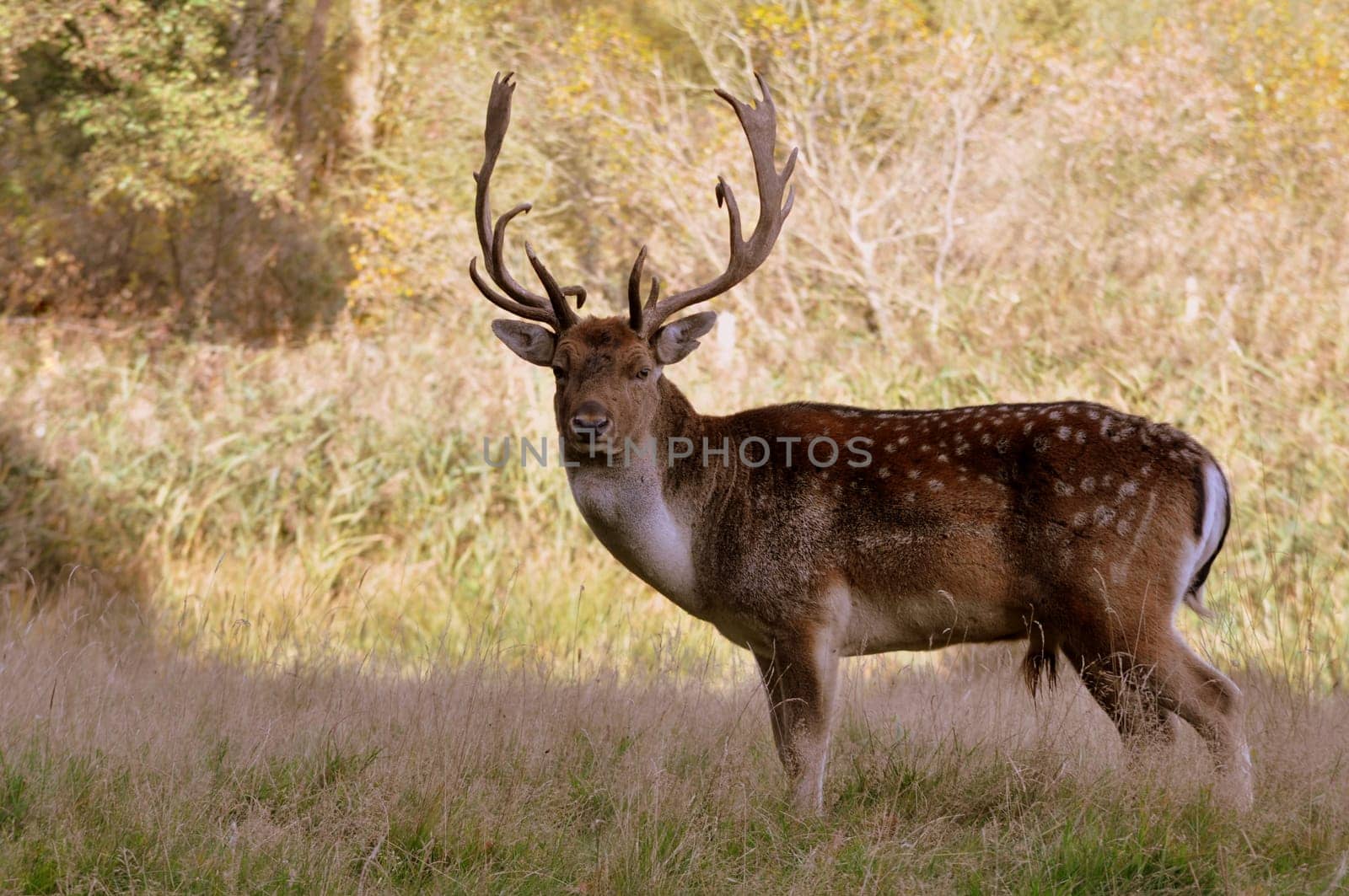 Fallow deer