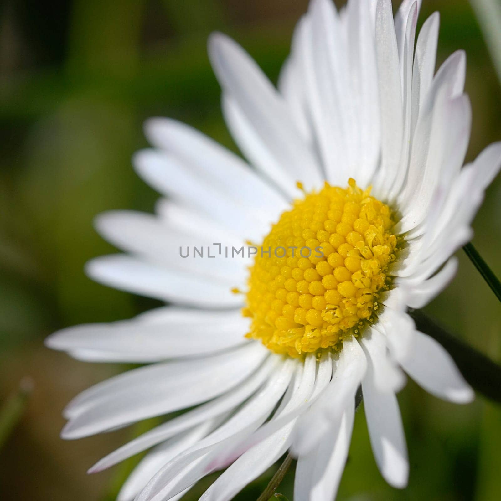 daisy