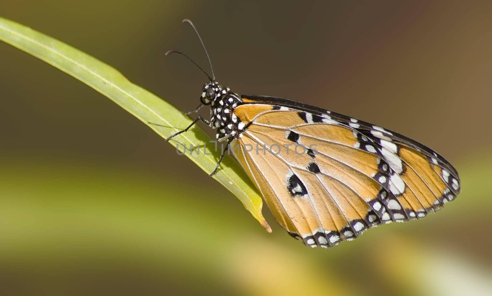 Monarch