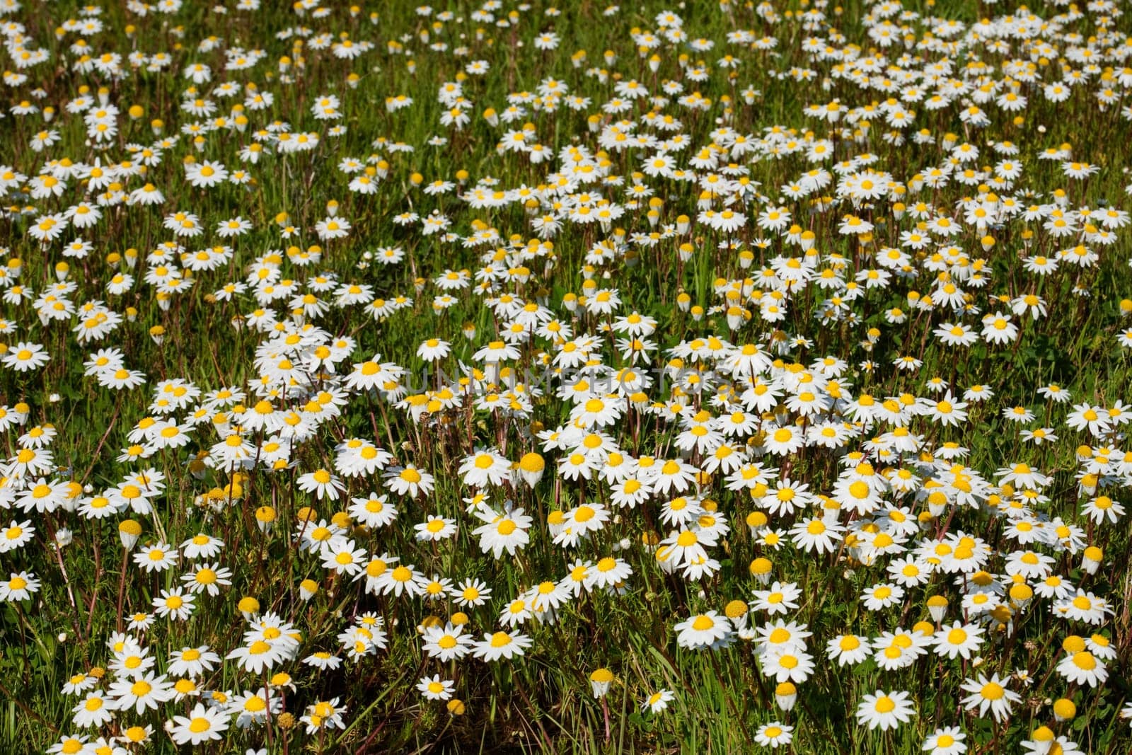 Many flowers on the grass
