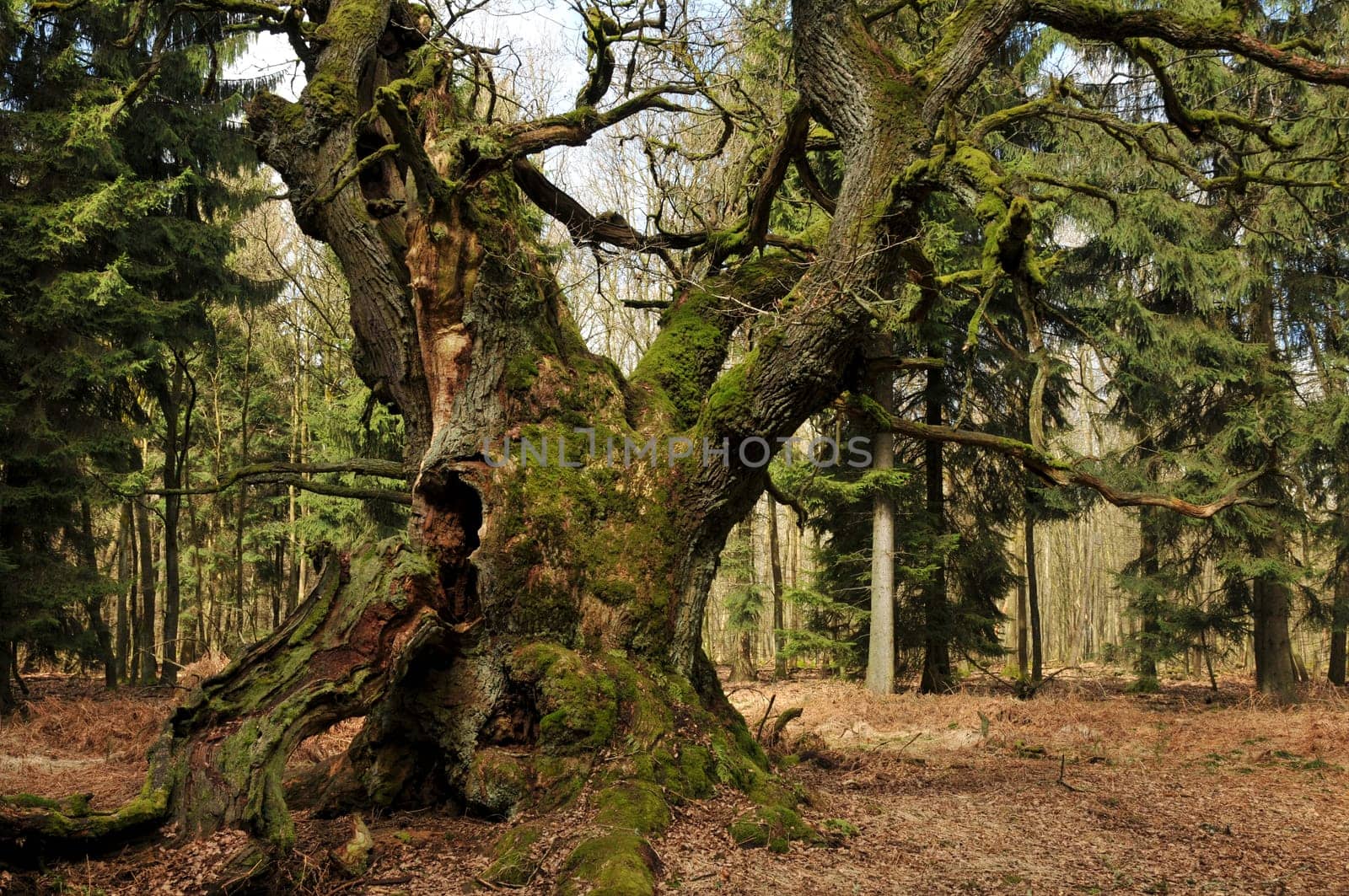 Approx. 800-year-old court oak in northern Hesse