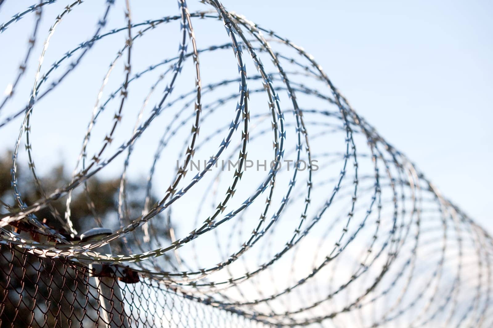 Coiled barbed wire fence