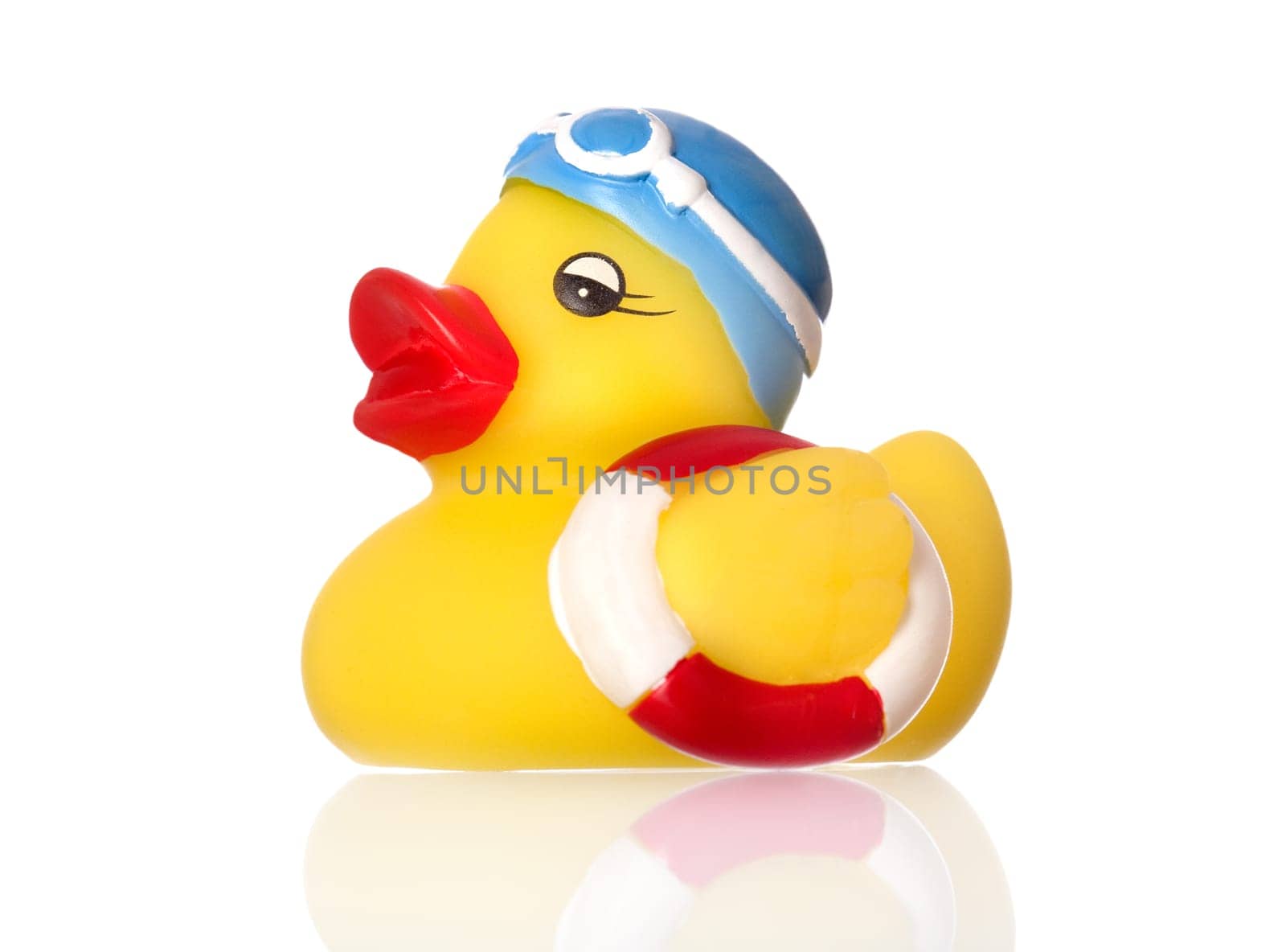 Swimming duck