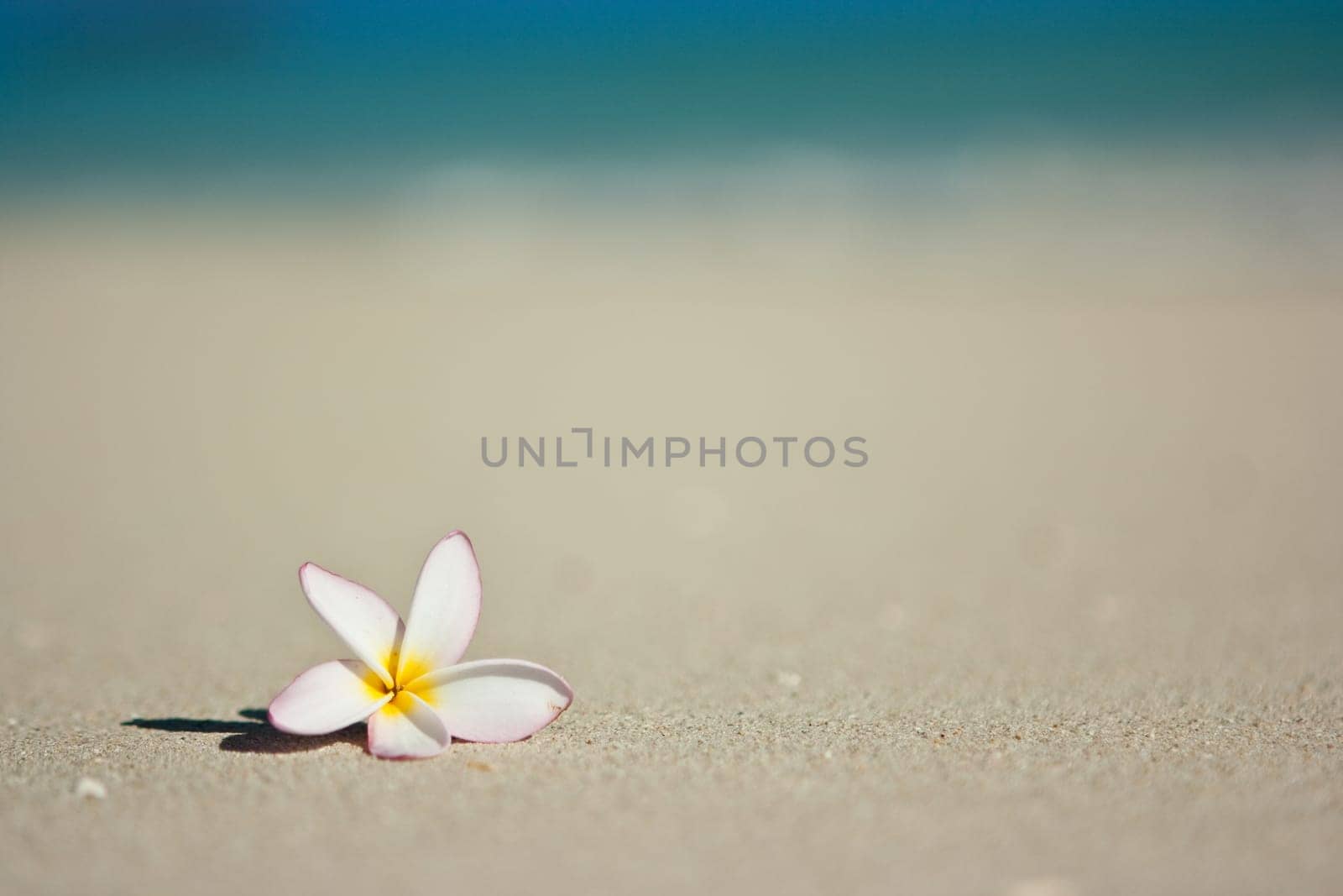Flower on beach