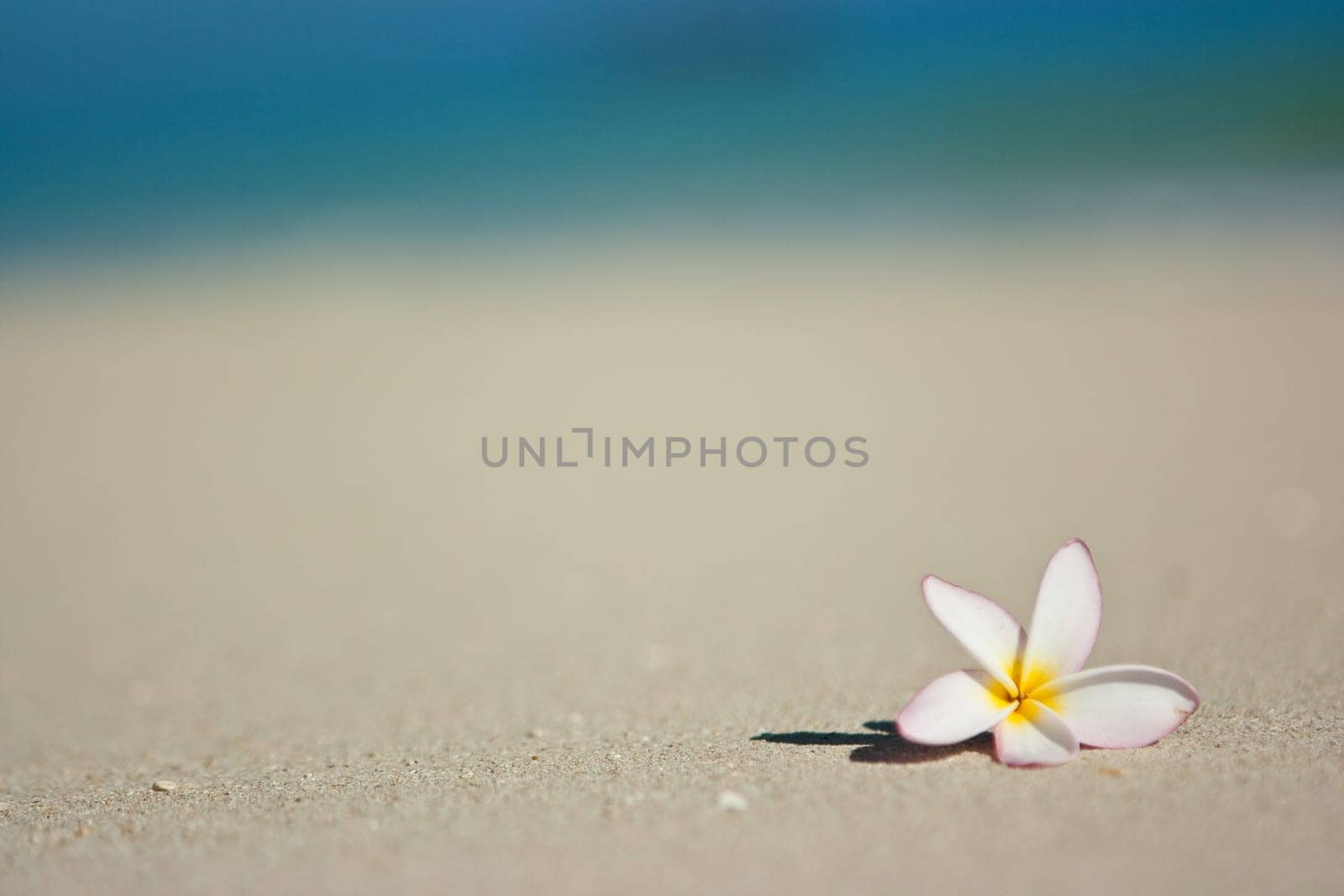 Flower on beach
