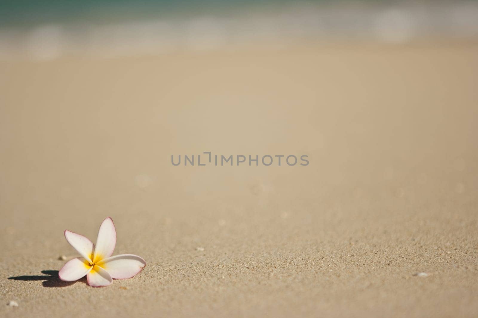Flower on beach