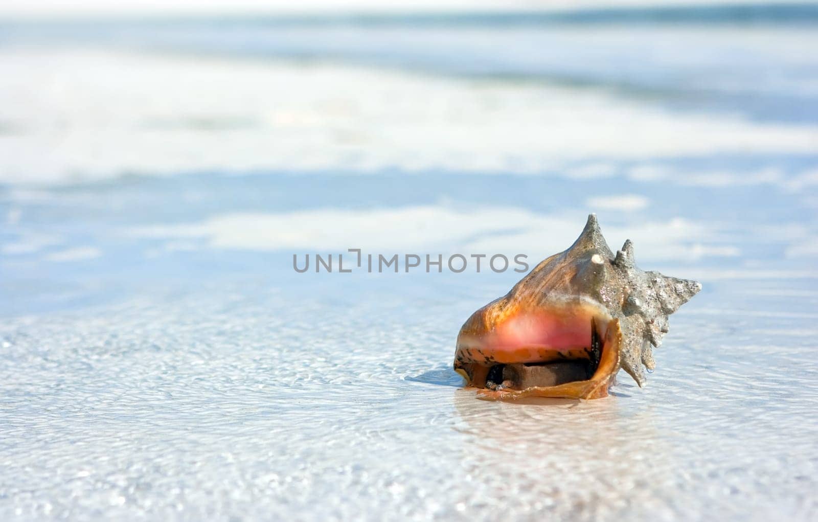 Sea shell