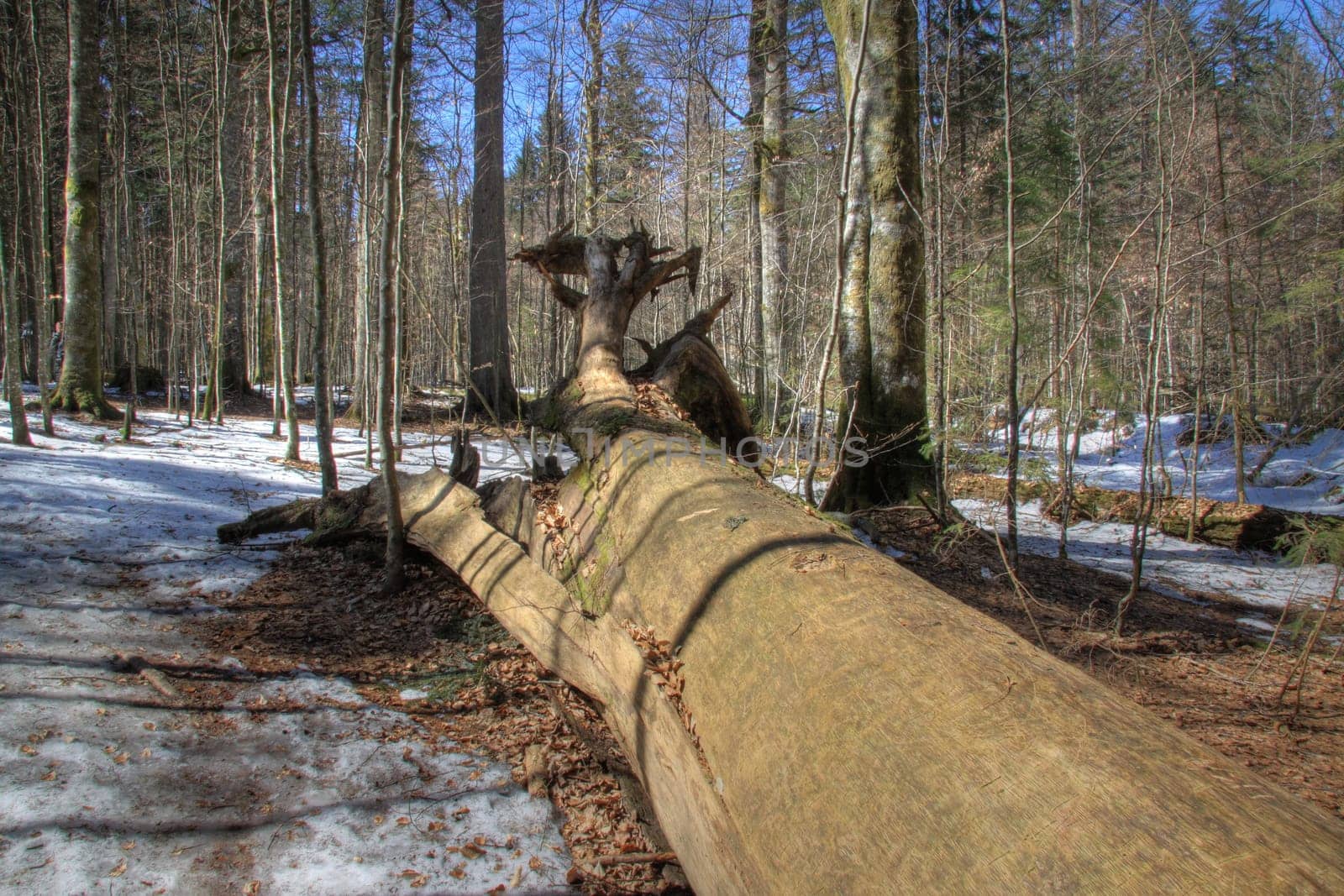 Windbreak