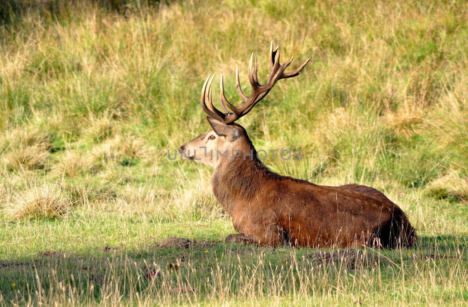 Red deer lying