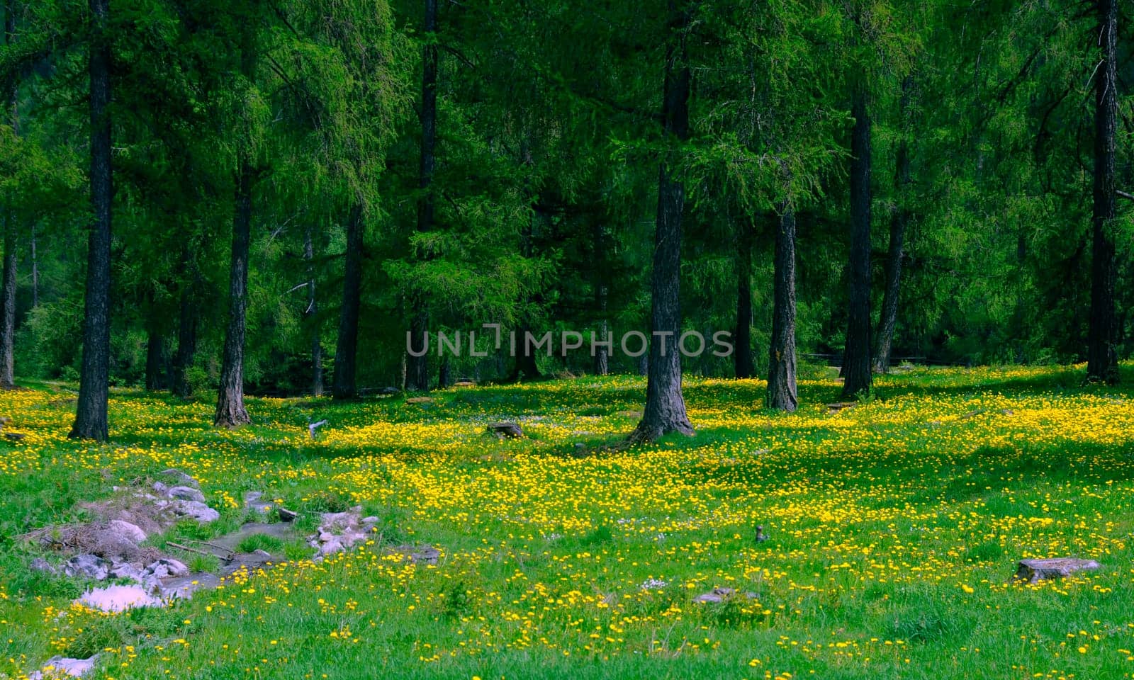 Forest floor
