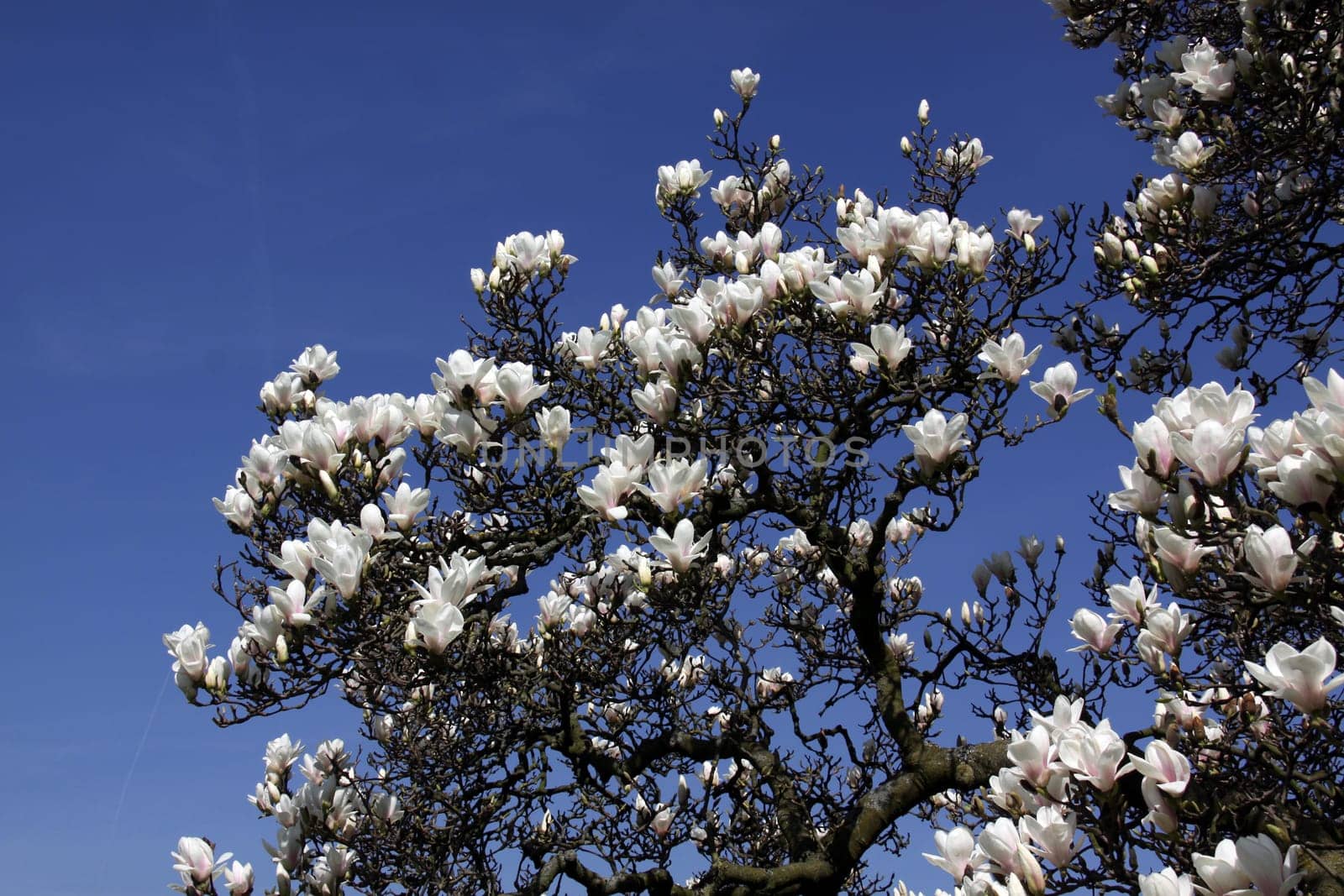 (Magnolia × soulangeana)