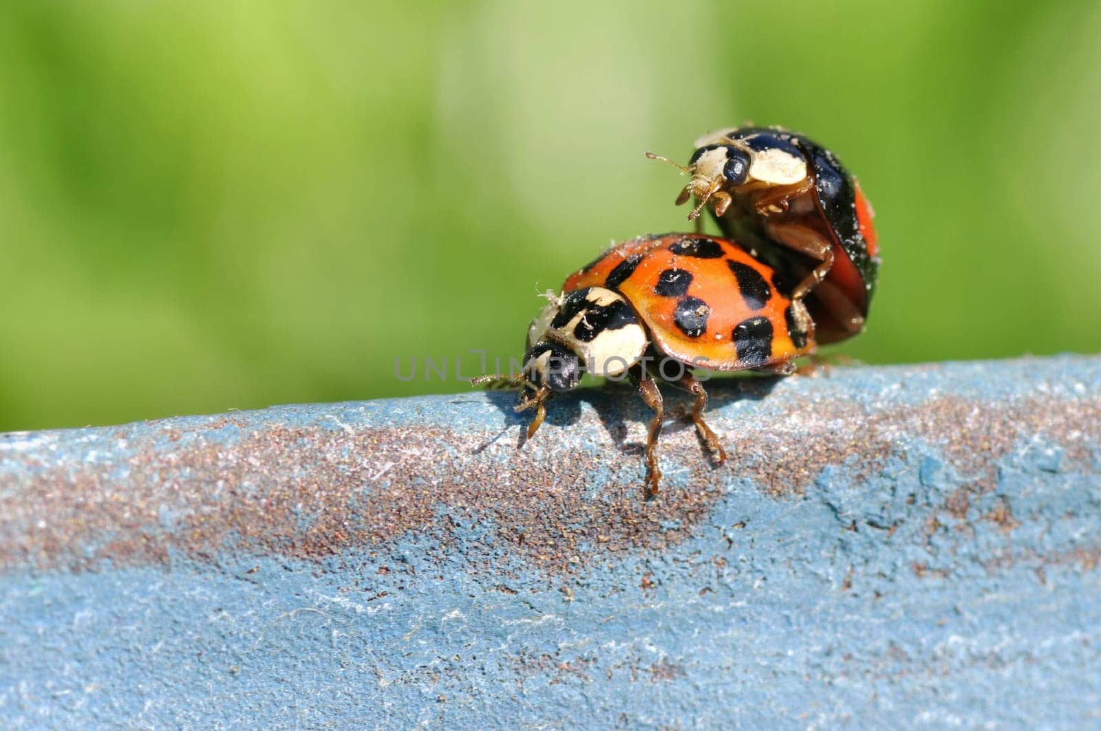 Coccinellidae
