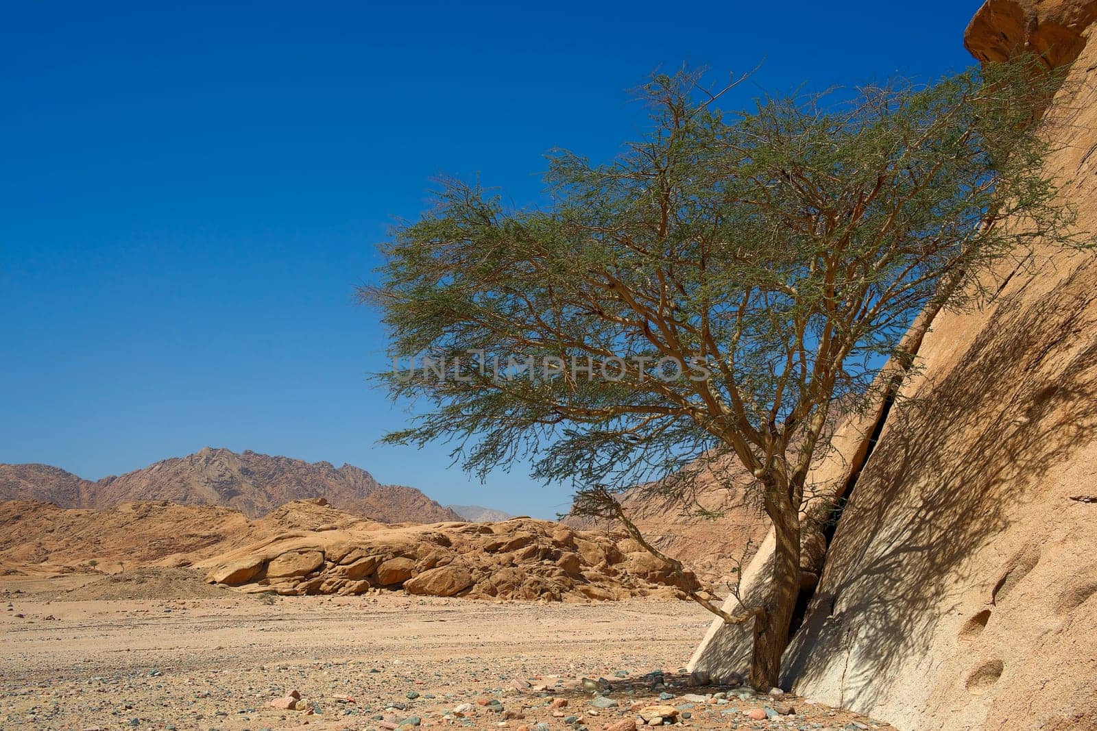 Survivalist Acacia