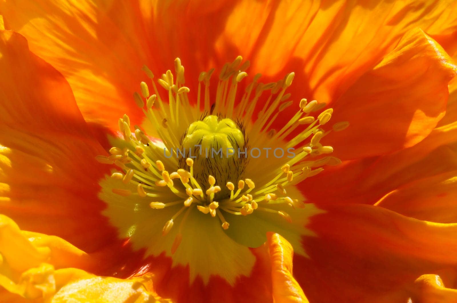 Corn poppy