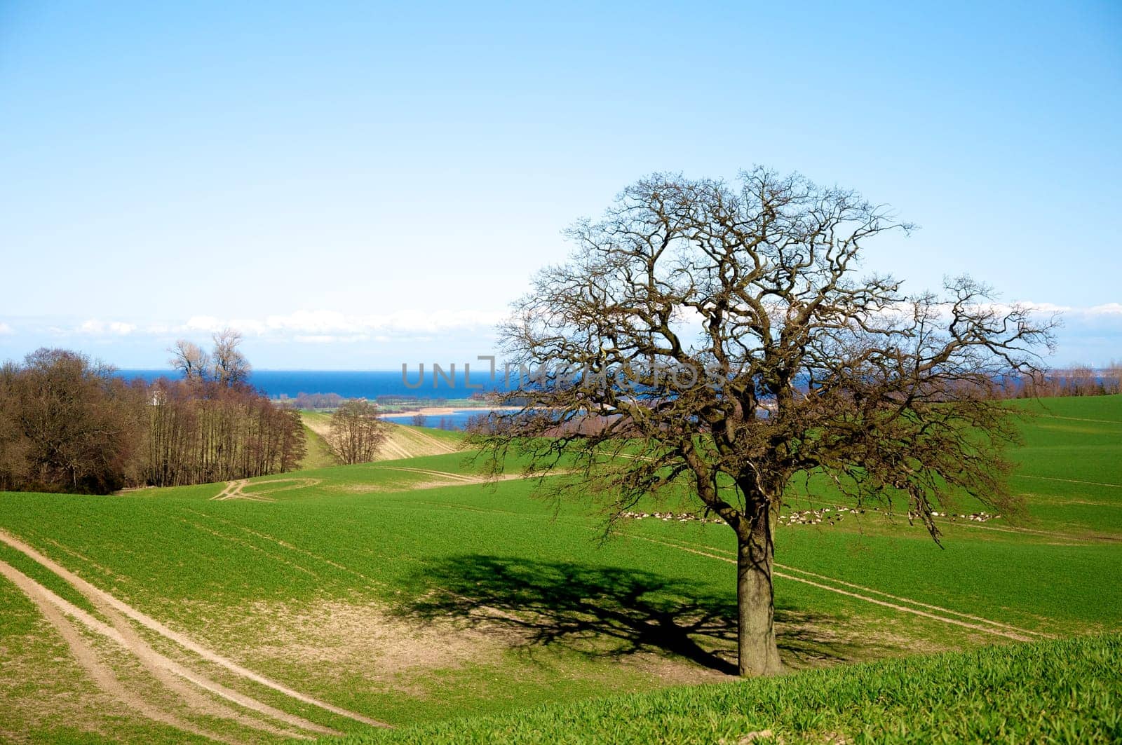 Wiese an der Ostseeküste S.-H.