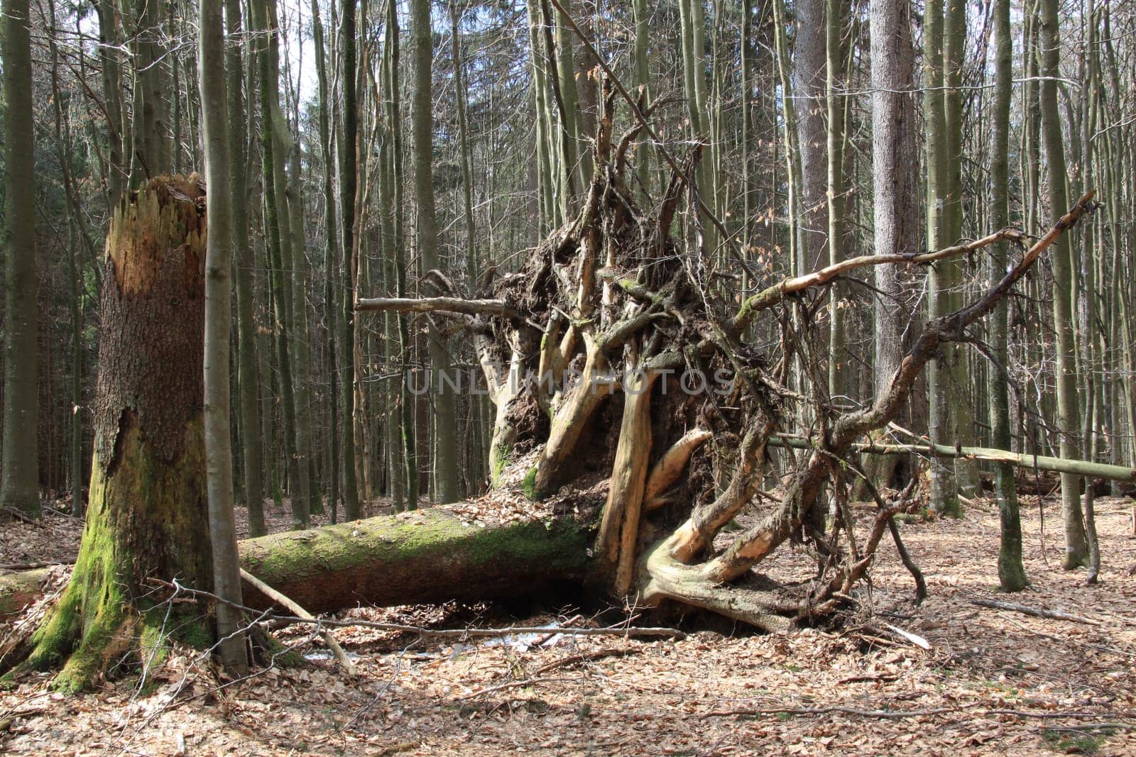 Uprooting